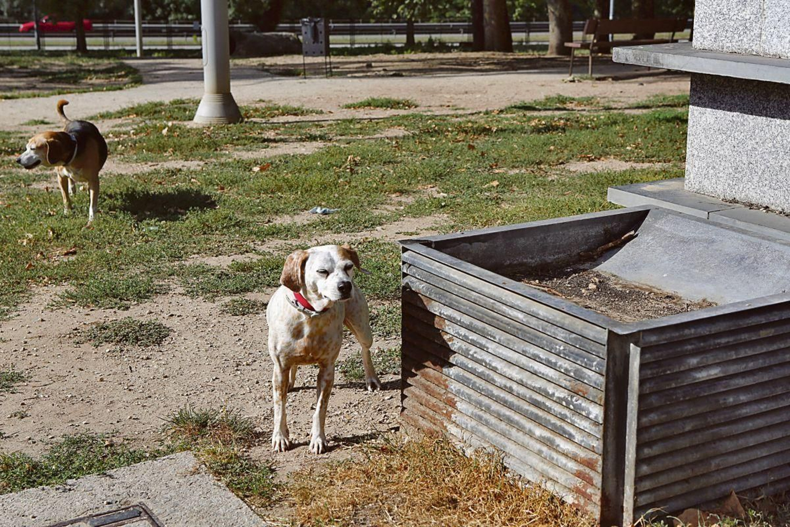 Dos perros en el parque canino de Salesianos, en el centro de la ciudad.