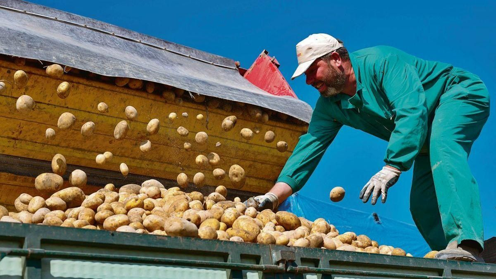 La mecanización es clave para abaratar costes de producción y en A Limia es posible gracias a la dimensión adecuada de los cultivos. Momento de la recolección de patatas de la variedad agria.
