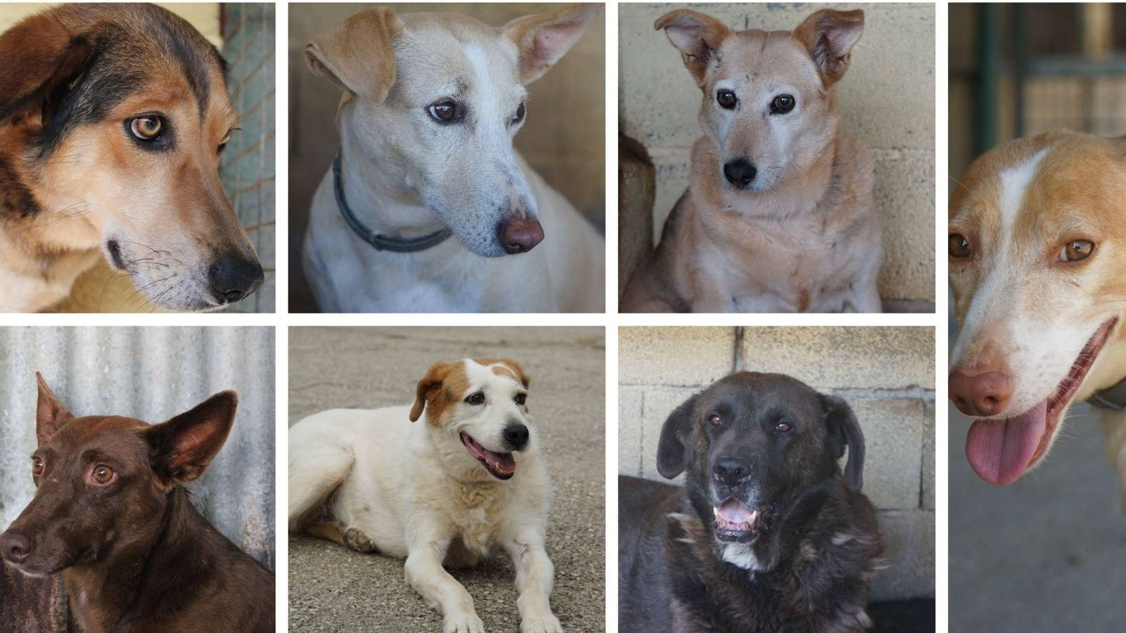Los siete perros que quedan en el albergue de Verín, de arriba abajo y de izq. a der.: Ámbar, Siena, Vida, Gusy, Milka y Yorki. Uma,
