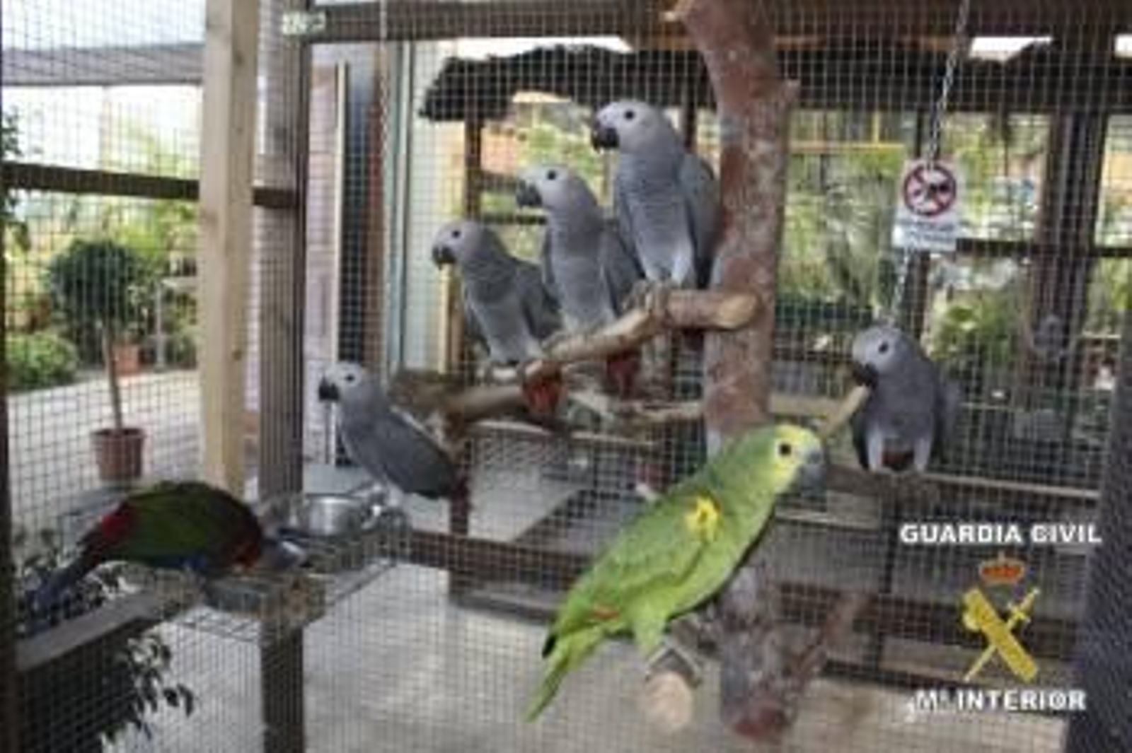 Fotografía facilitada por la Guardia Civil de algunas de las diecisiete aves que junto a tortugas exóticas, valoradas en más de 15.000 euros (Foto: EFE)