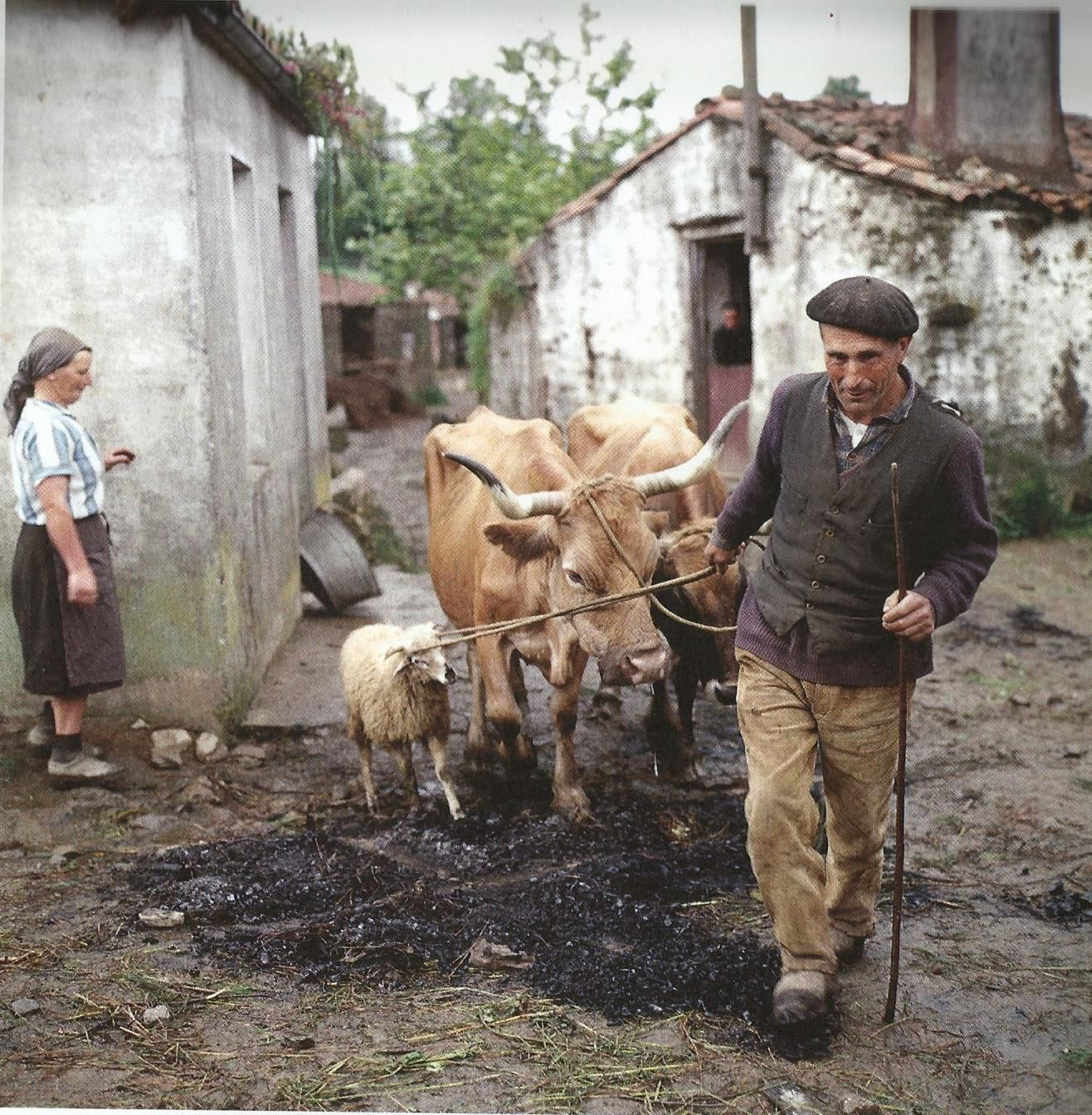 Ganado pasando sobre la cruz y restos de hoguera de San  Juan.