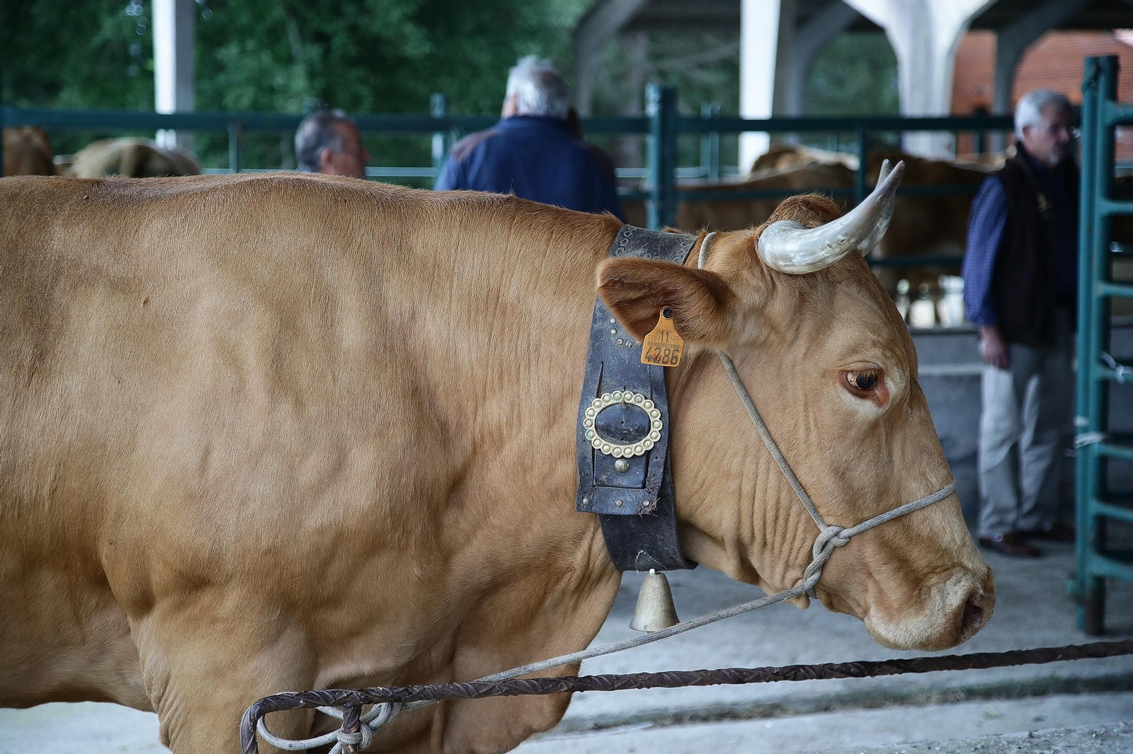 Galería | Ganaderos y tratantes celebran el regreso de la feria de ganado en Castro Caldelas, en fotos