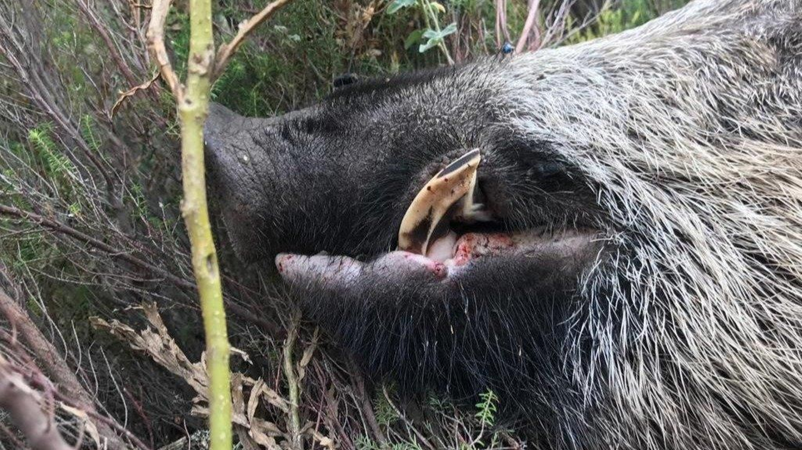 Así son los vakamulos, los inmensos jabalís que dejan su huella en Ourense.
