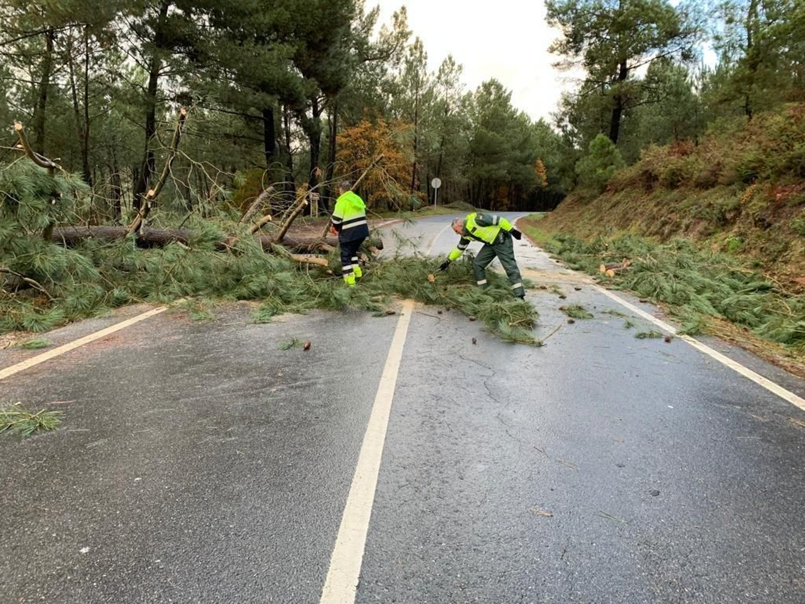 Caída de árbol en la carretera OU-0508 pk 0,600.