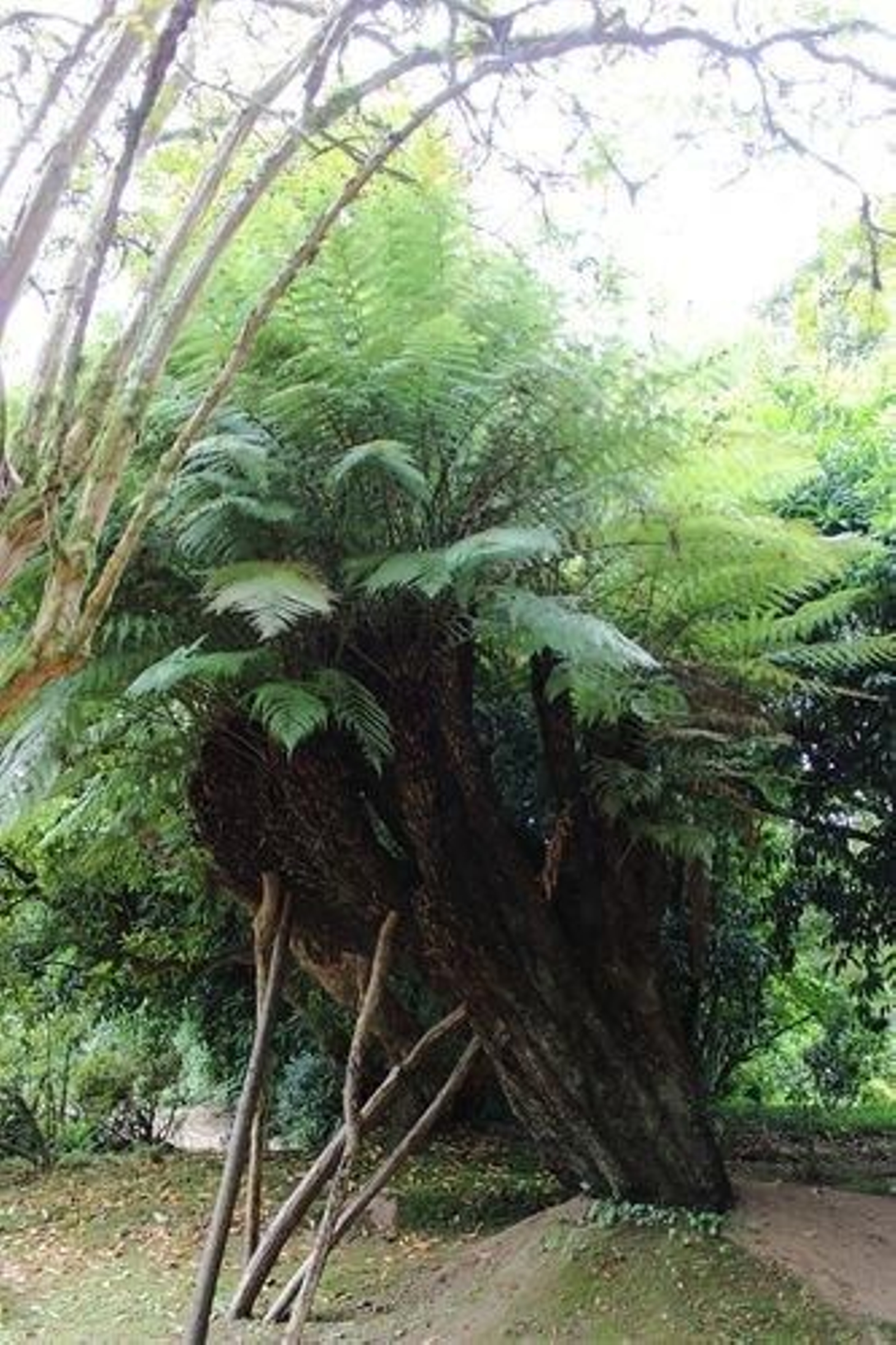 3_pazo_de_santa_cruz_helecho_arborescente_result