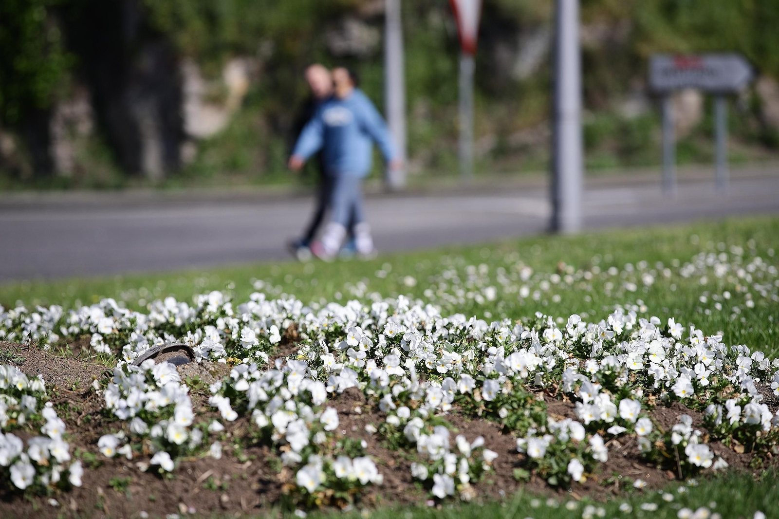 La florecimientos comunes de la primavera causan un reapunte de las alergias.