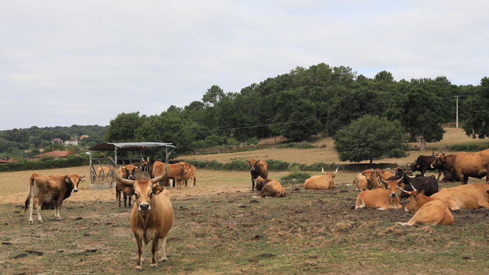 Pazo de Fontefiz. José Paz