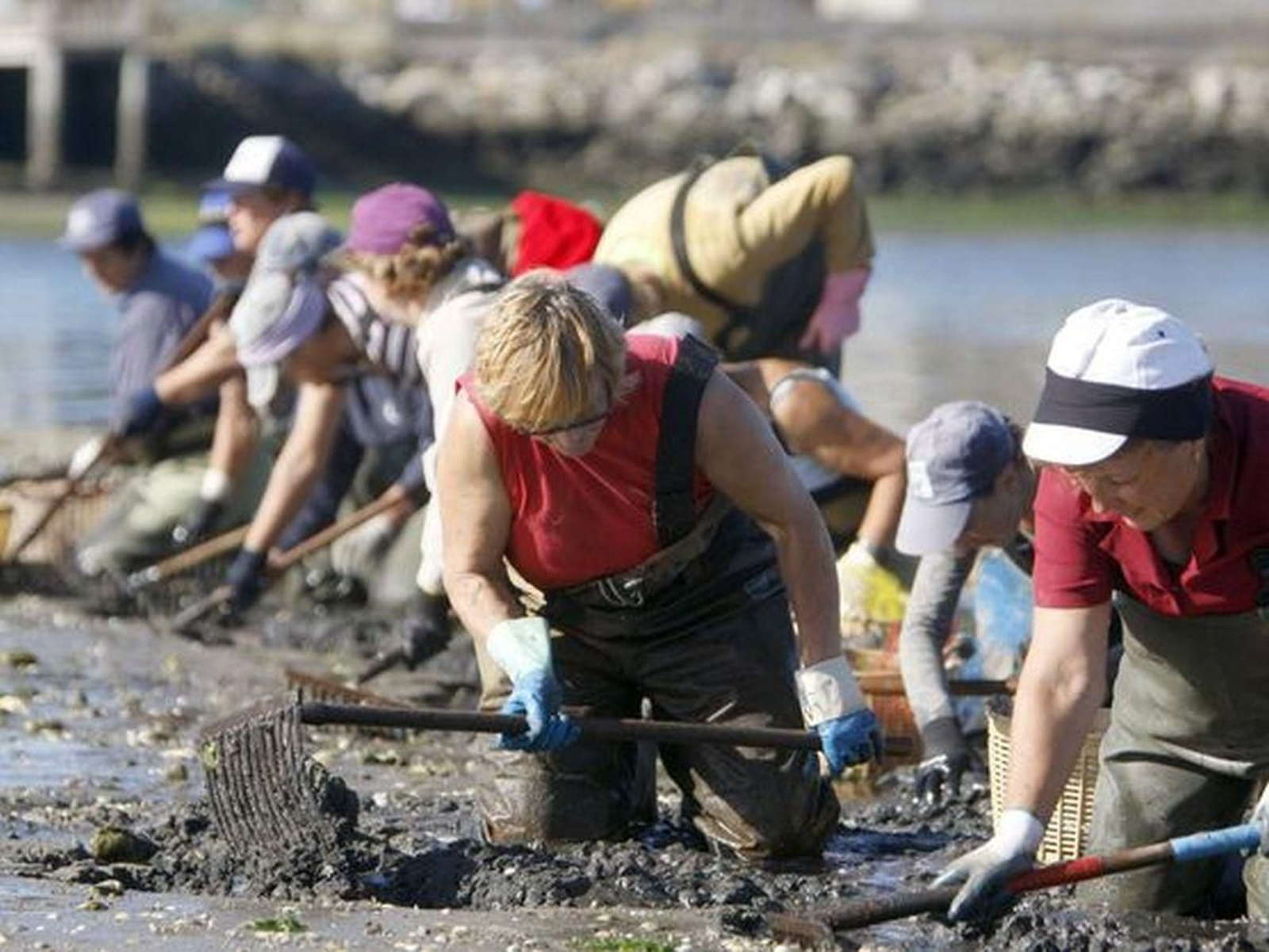 Mariscadoras.