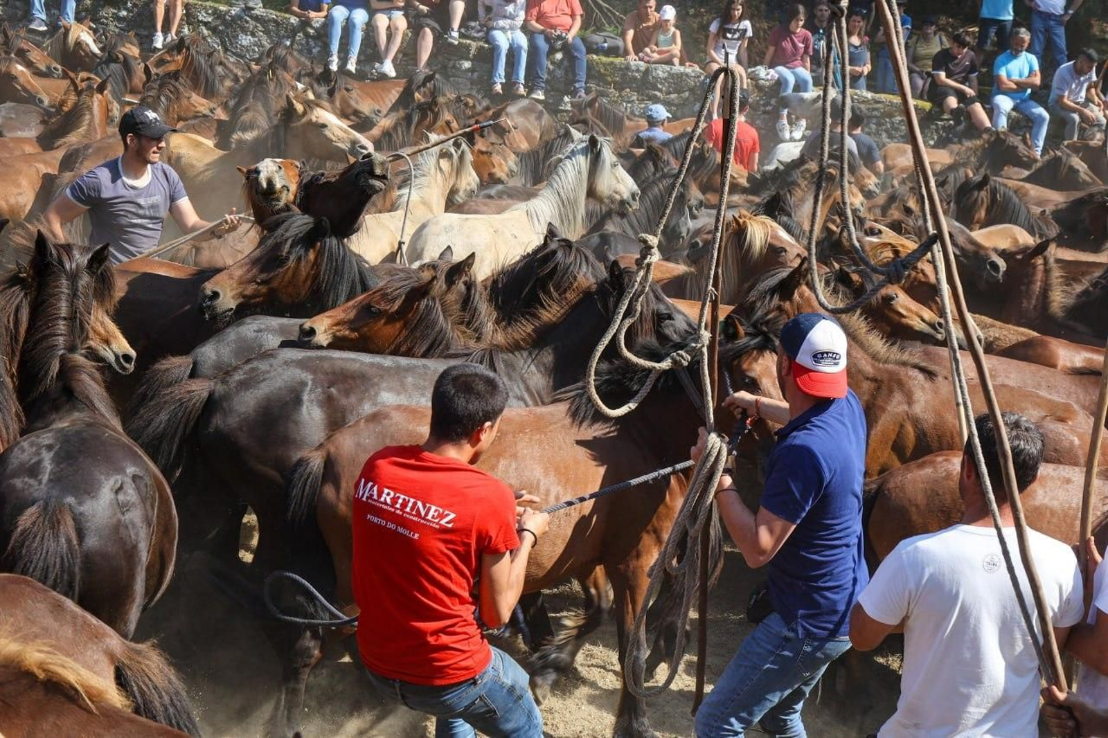 Galería | El curro de Mougás cierra la temporada de la “rapa” en la Serra da Groba