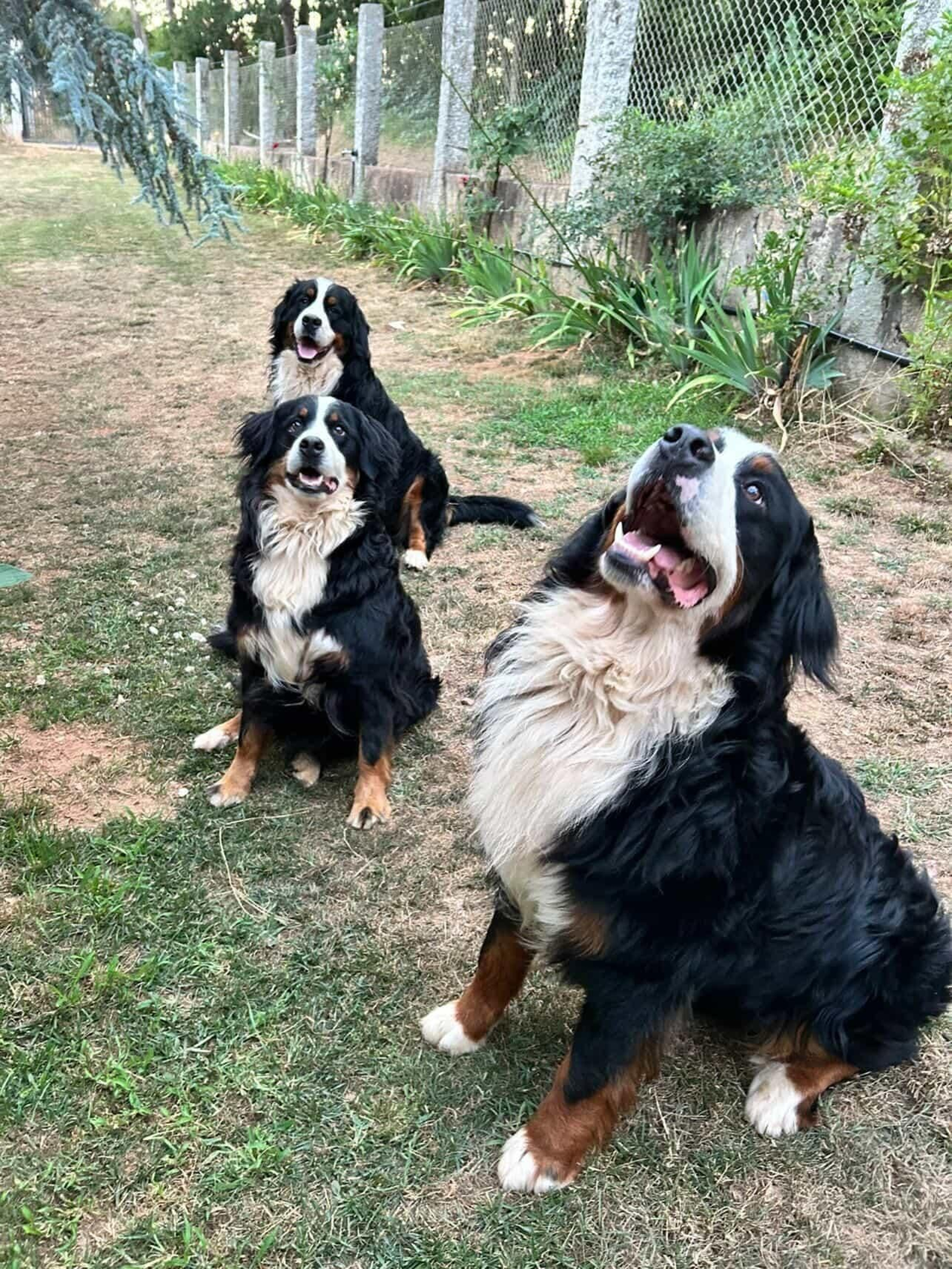Odín Kira y Simba