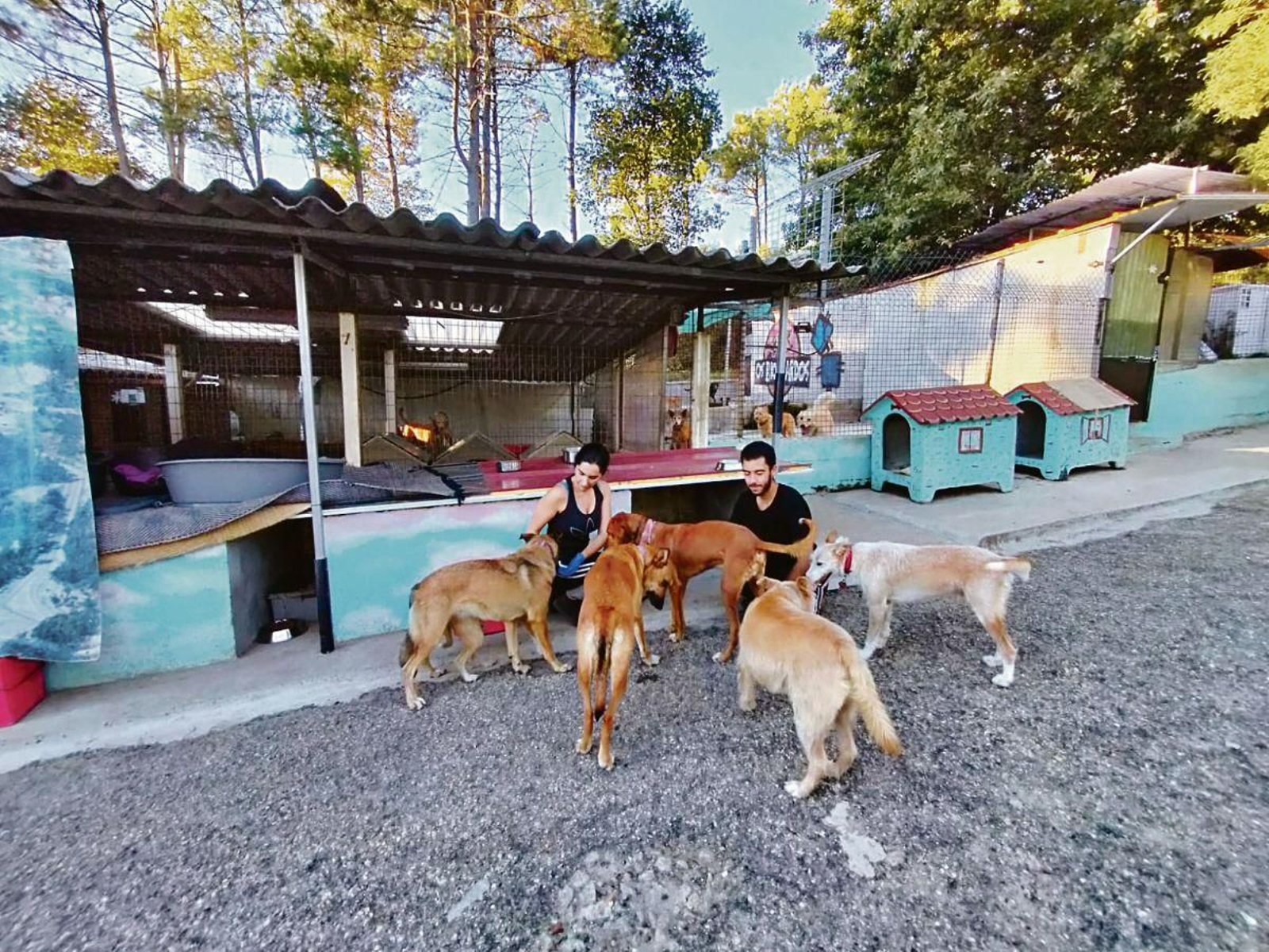 En Biosbardos acogen a más de 200 perros en sus instalaciones y están al límite de su capacidad.