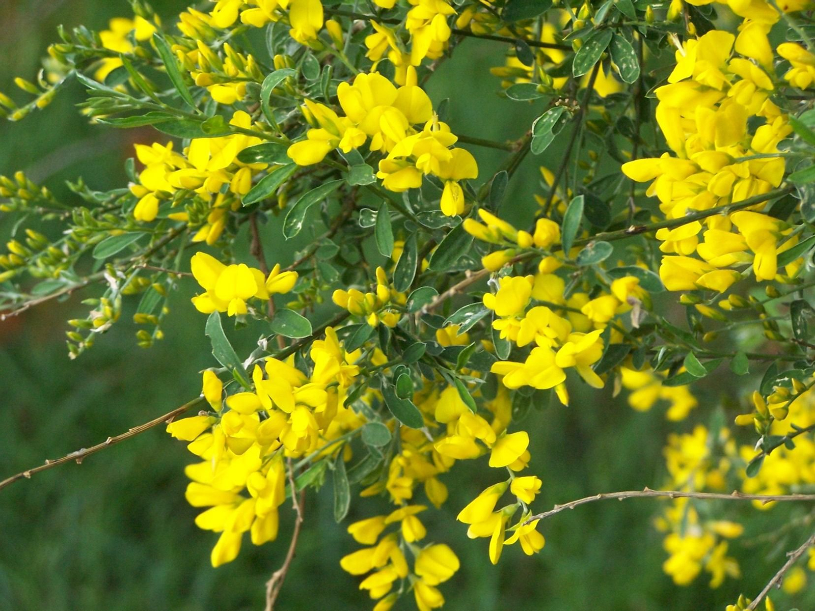 Piorno (Genista Florida)