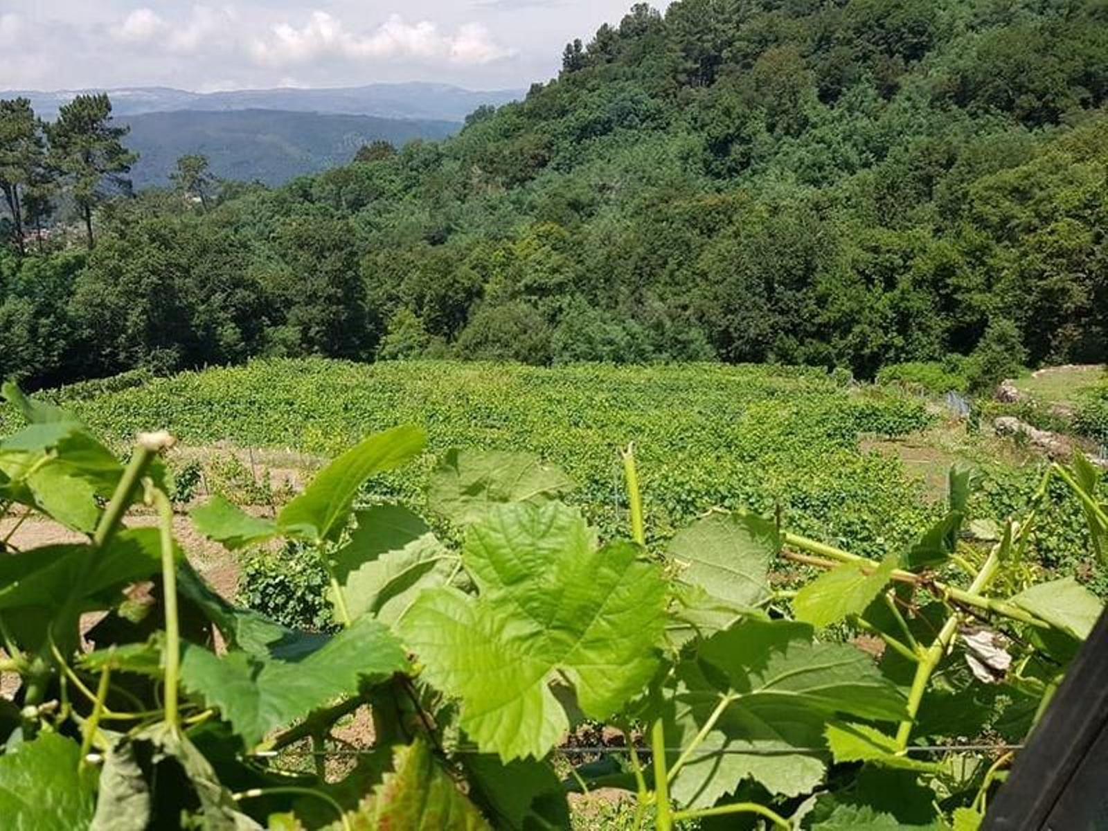 Son de Arrieiro finca_resultado