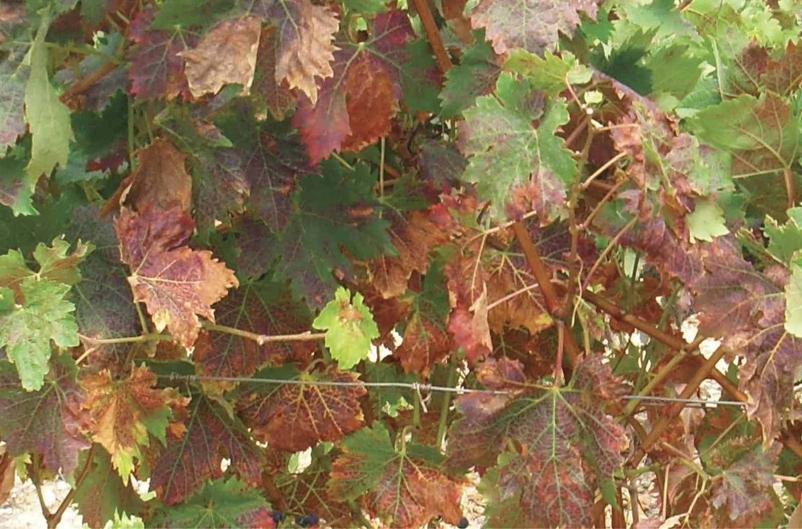 Decoloración de las hojas de una variedad de uva tinta por un ataque de la plaga de araña roja.