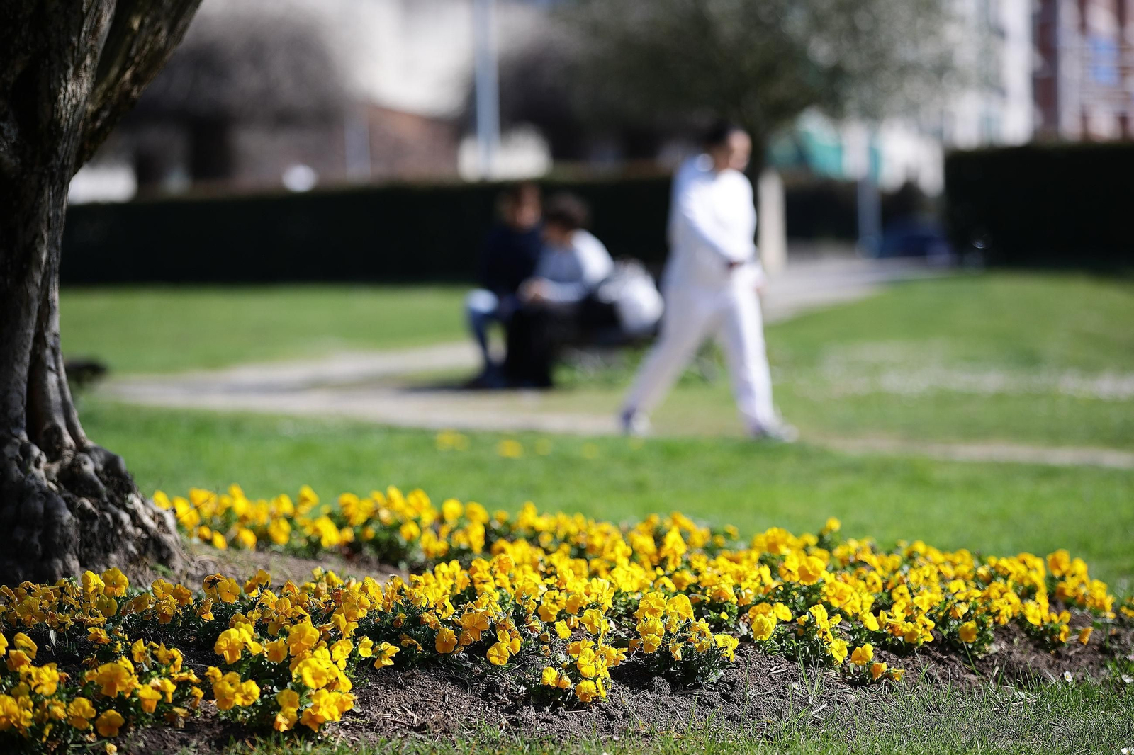 En Ourense ya se pueden ver flores.