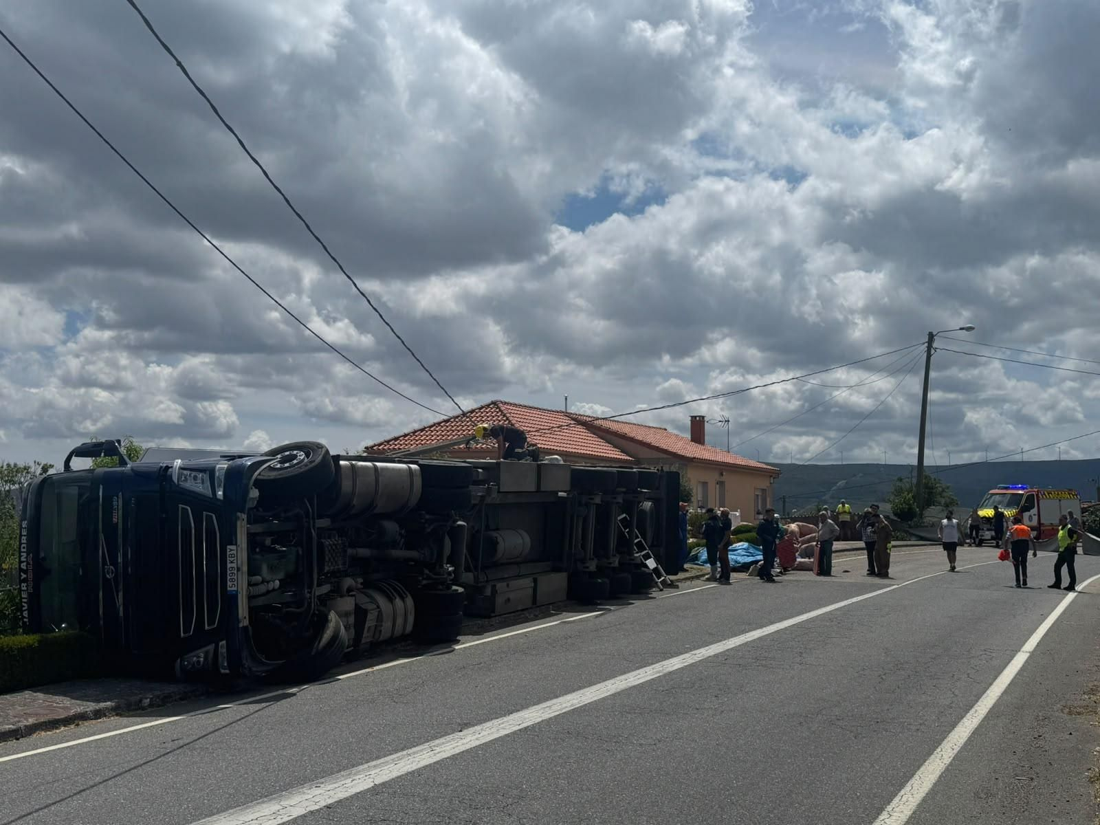 Galería | Decenas de cerdos terminan varados en una finca después de volcar el camión que los transportaba