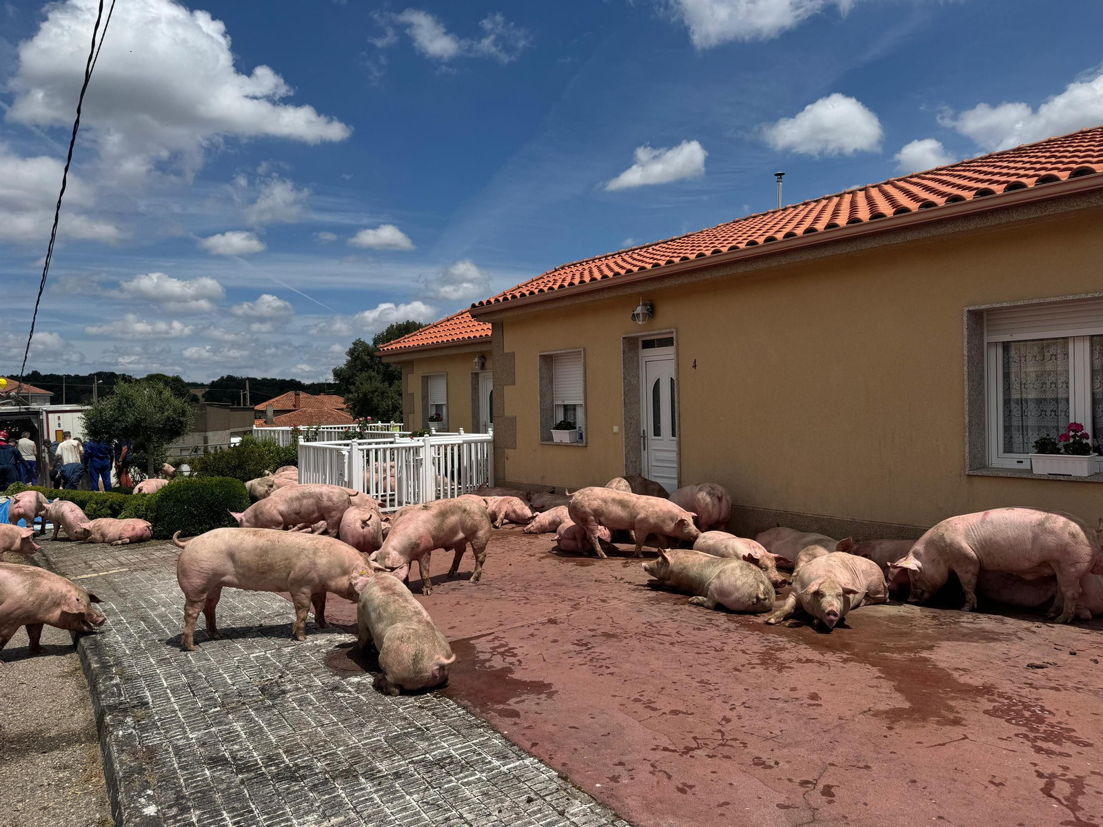 Galería | Decenas de cerdos terminan varados en una finca después de volcar el camión que los transportaba