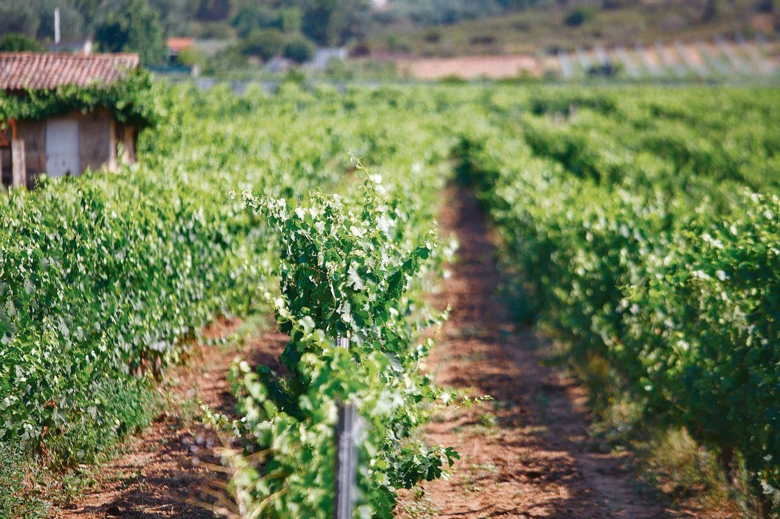 Viñedo en la DO Monterrei (MIGUEL ÁNGEL)