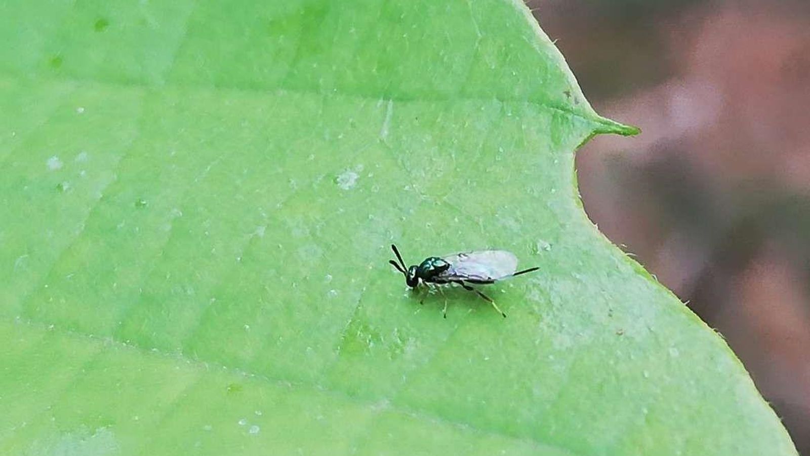 Avispilla del castaño.