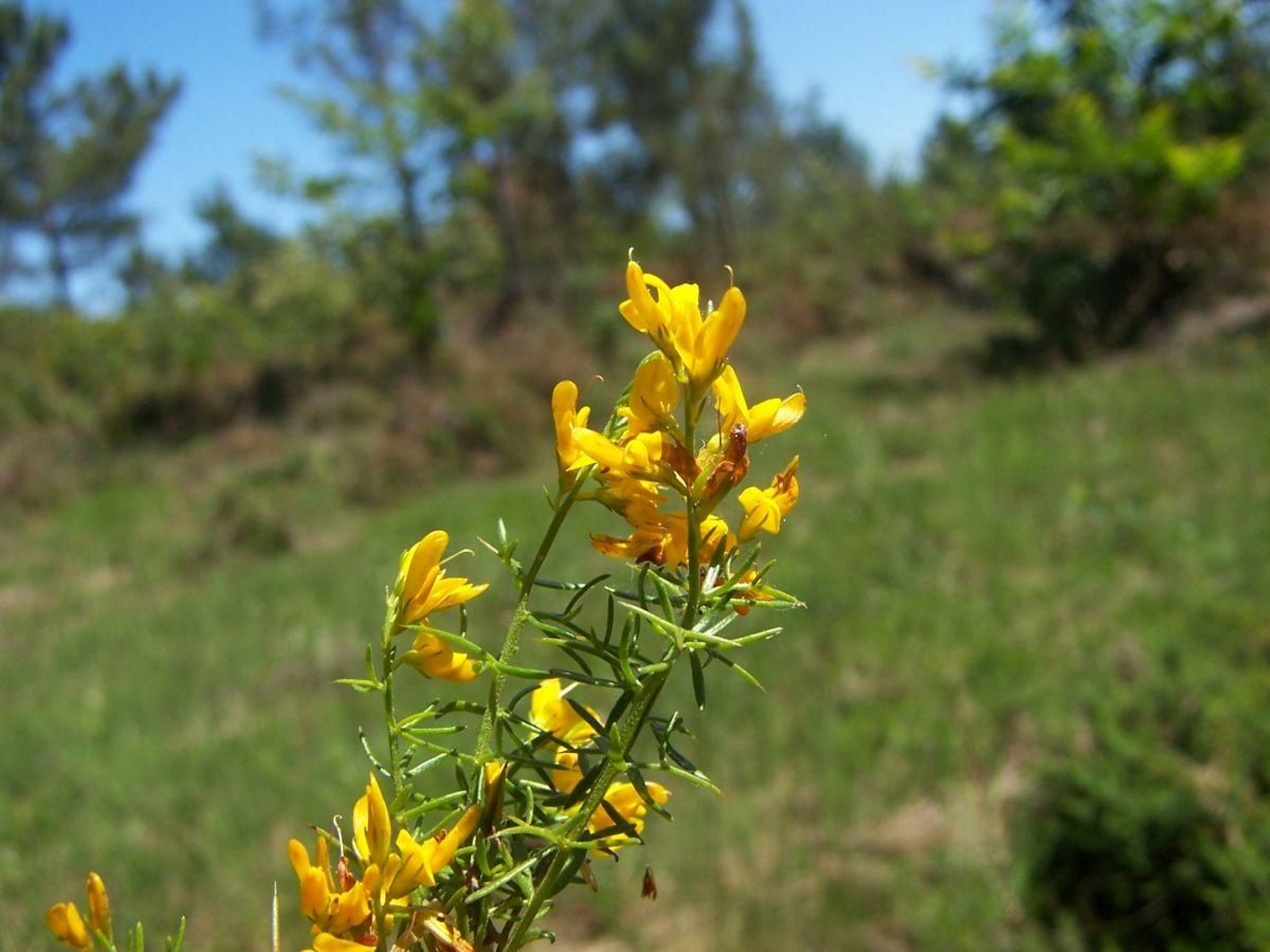 Piorno espiñento (Genista falcata).