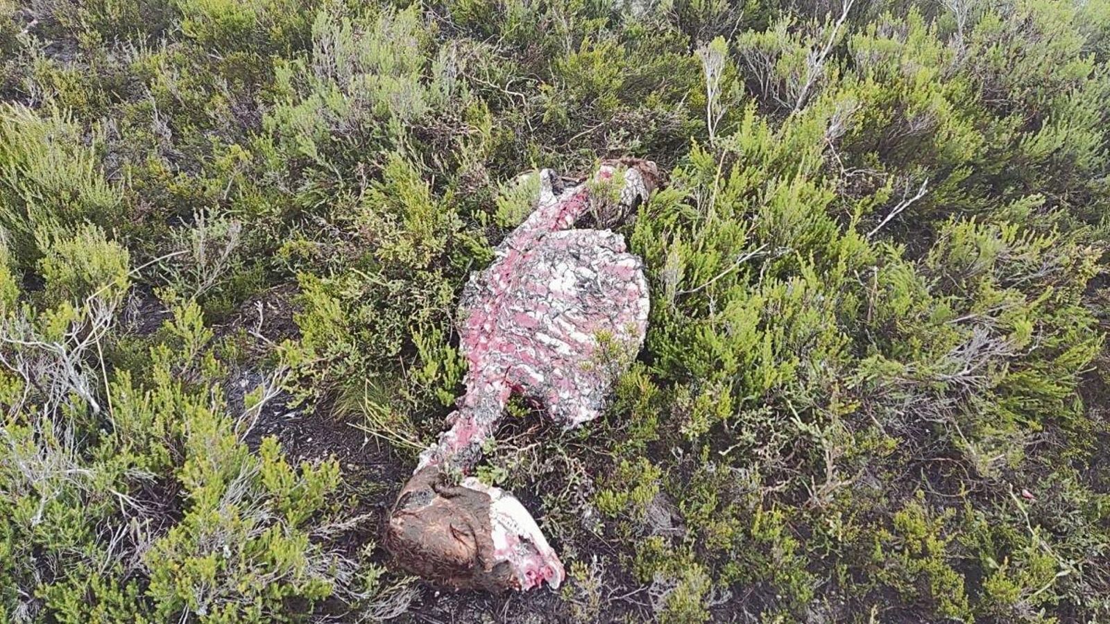 Restos de un ternero atacado en la ganadería de Javier Rodríguez.