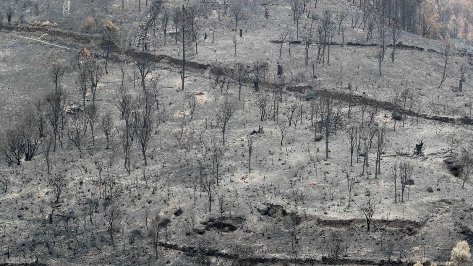 Cuando arde el monte, arde la economía