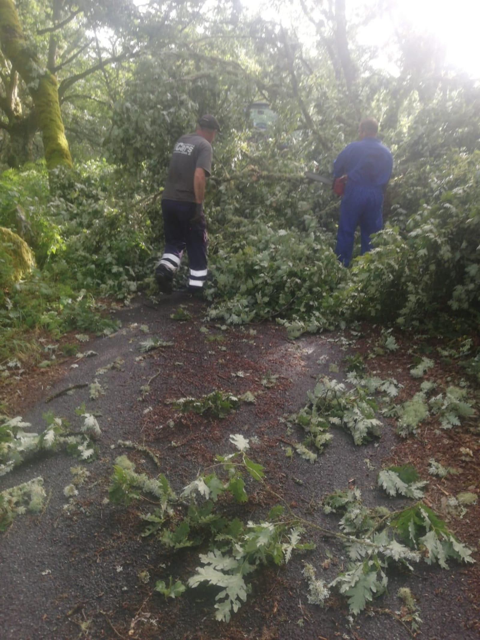 Caída de árboles en Esgos