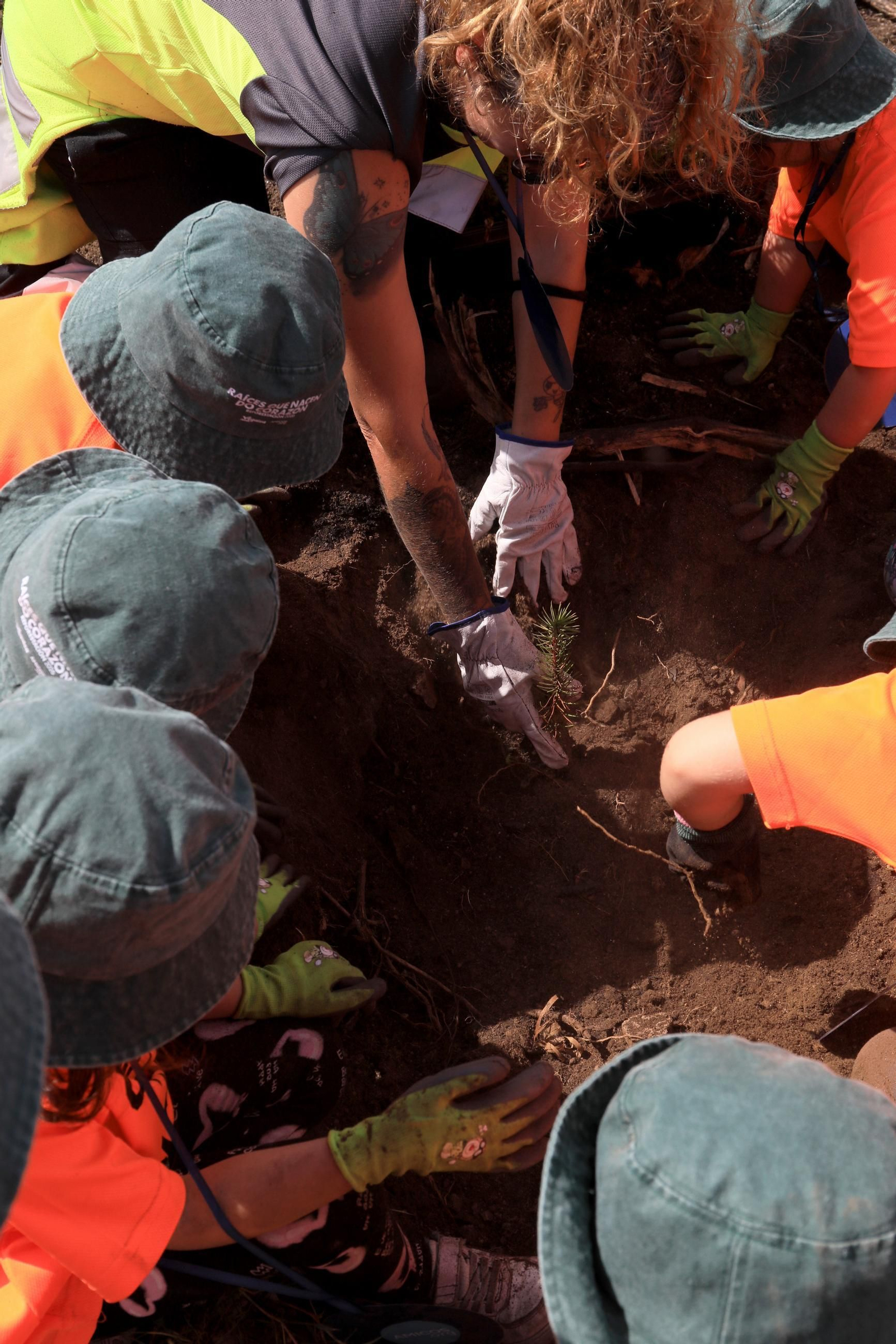 Galería | Numerosos niños reforestan A Caridade tras los incendios del pasado agosto