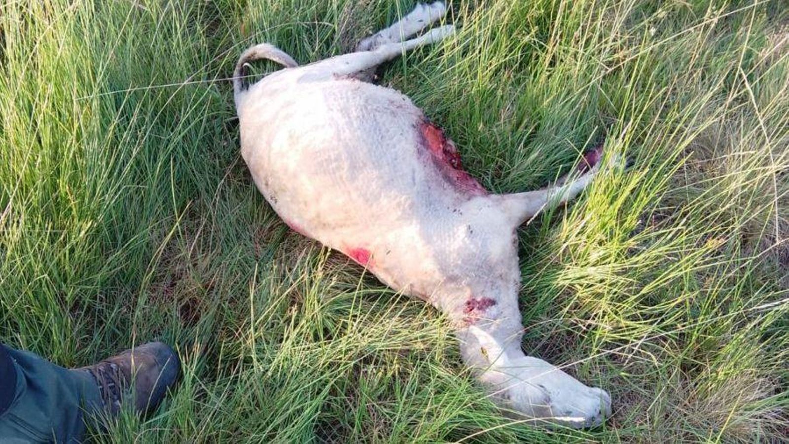 Una de las ovejas muertas en un ataque del lobo en O Bolo.