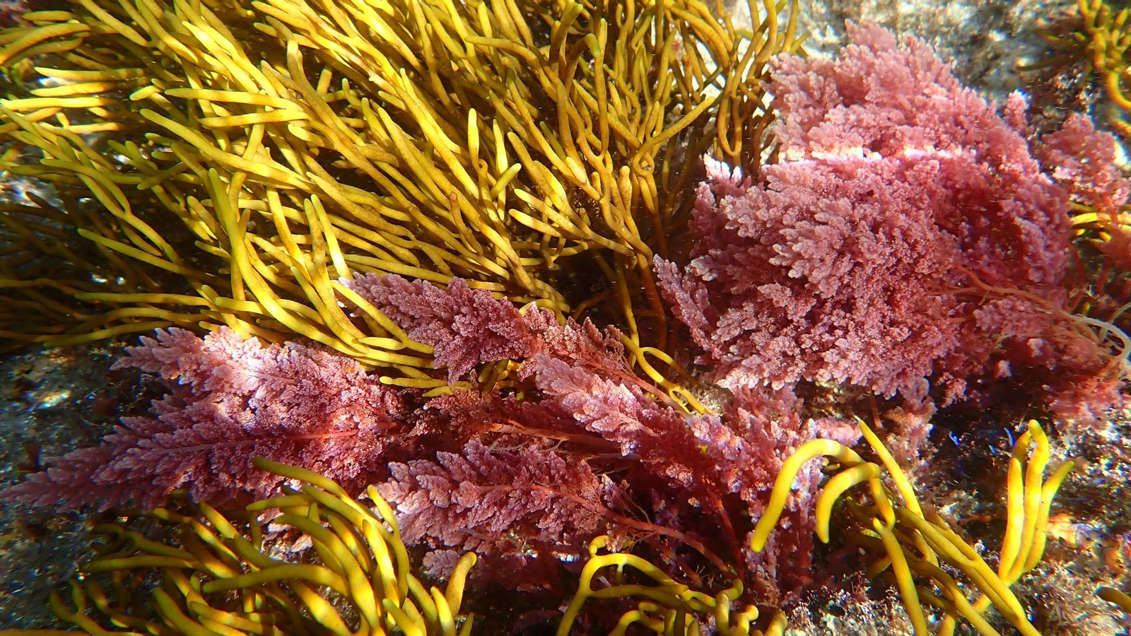 La macroalga invasora tropical Asparagopsis taxiformis.