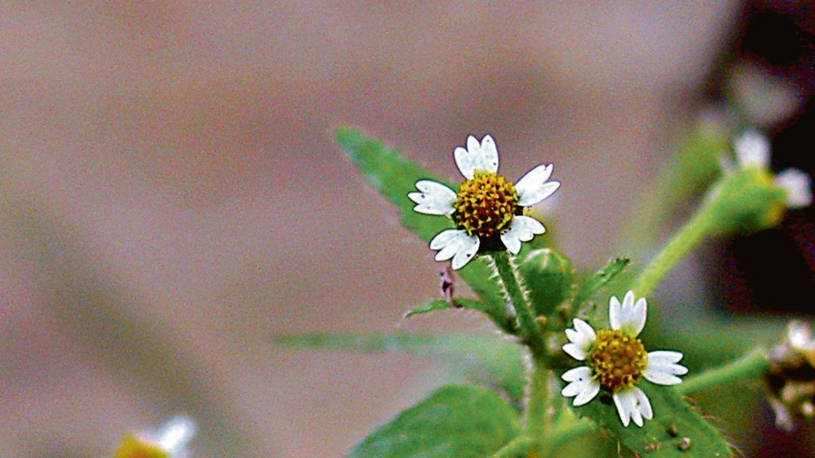 Detalle de la for de Galinsoga quadriradiata.