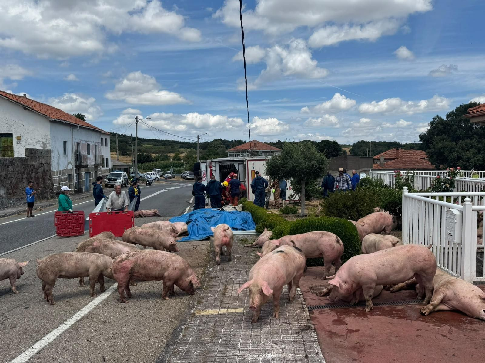 Galería | Decenas de cerdos terminan varados en una finca después de volcar el camión que los transportaba