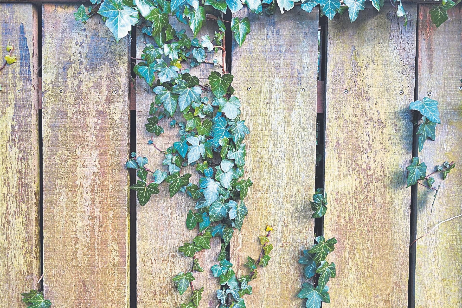 Hiedra cayendo sobre una valla de madera.
