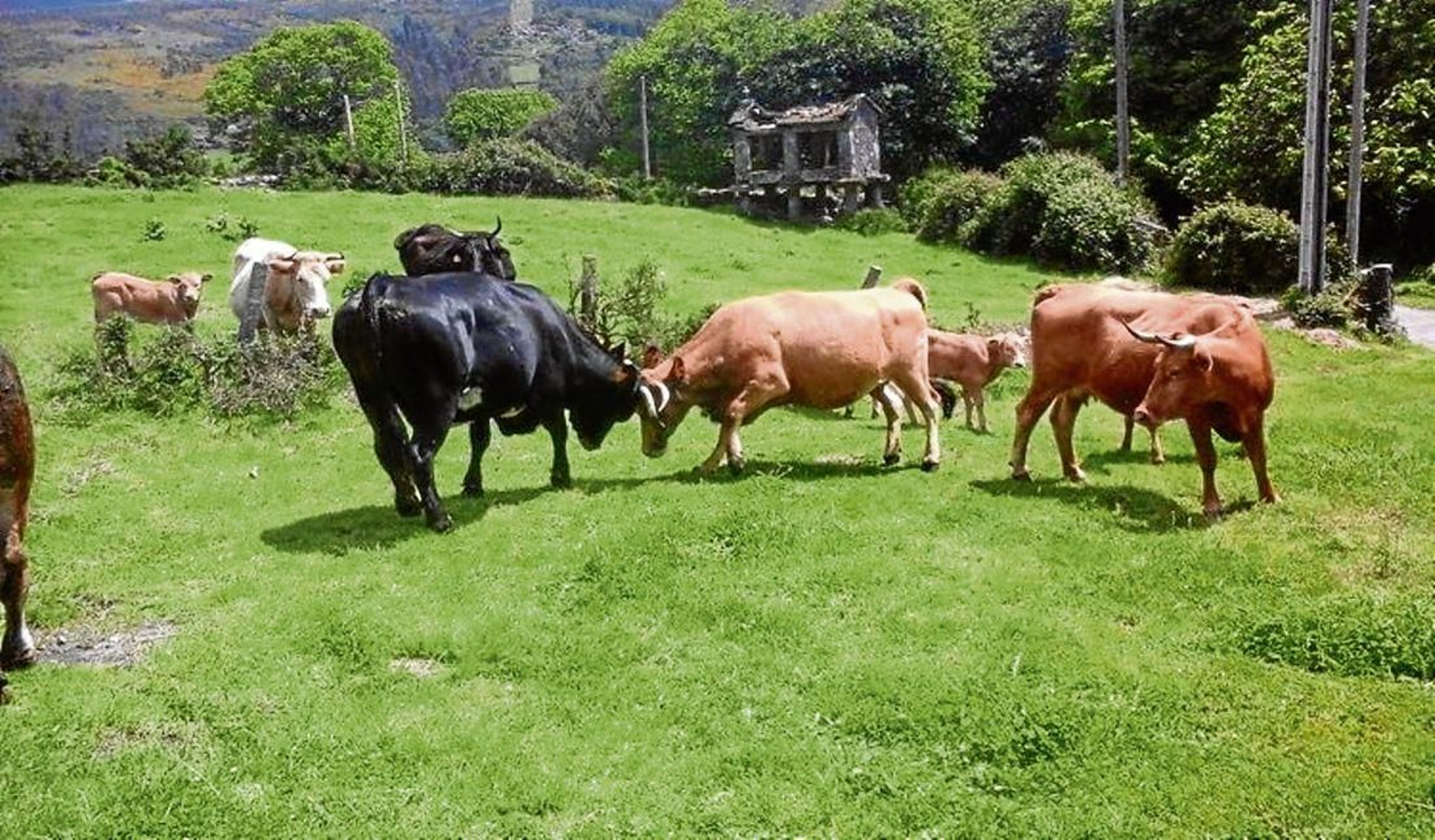 Ganado vacuno de Arturo Vaqueiro, ganadero en Avión y Beariz.
