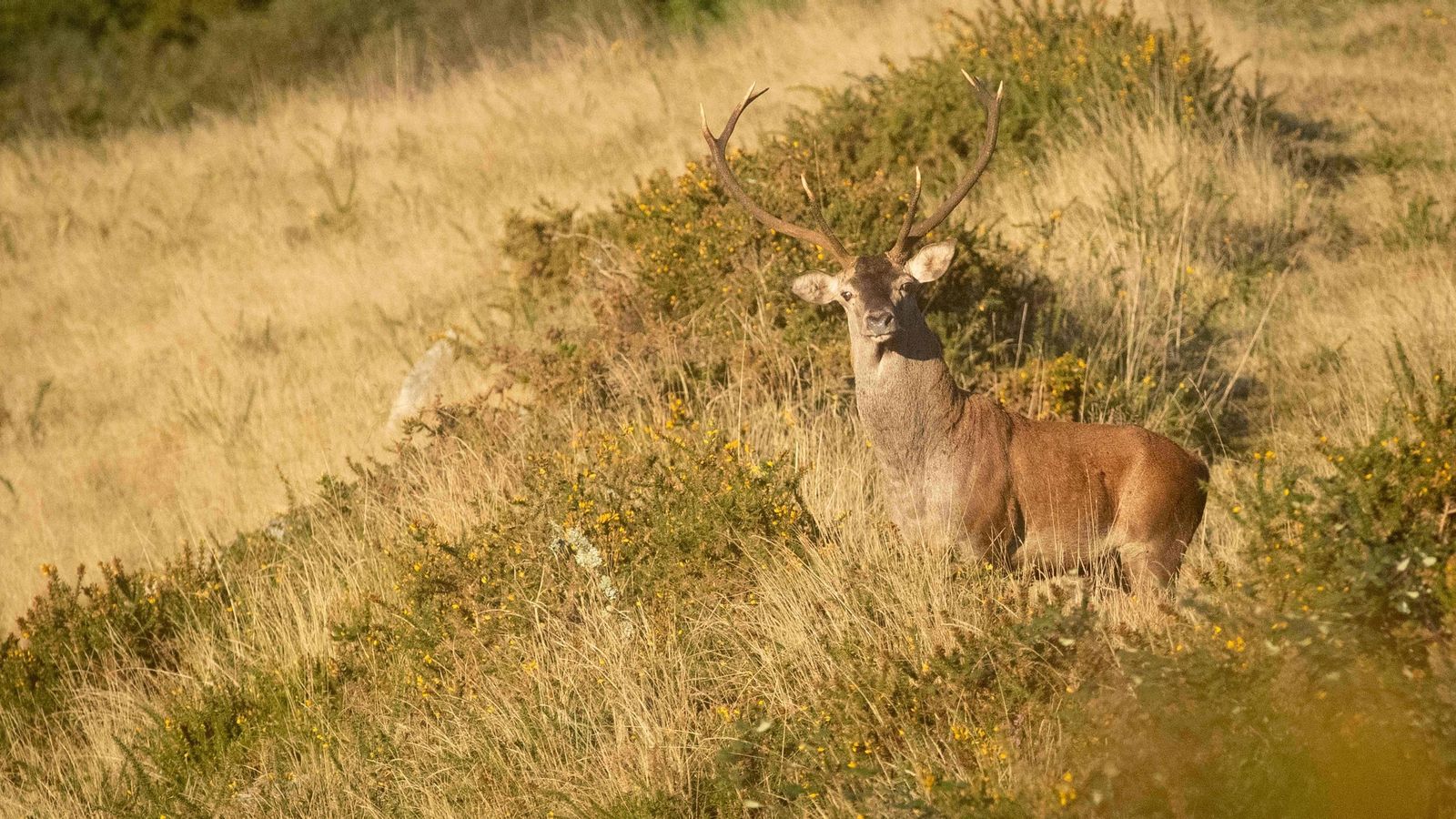 Un ciervo en la Serra do Xistral, Lugo.