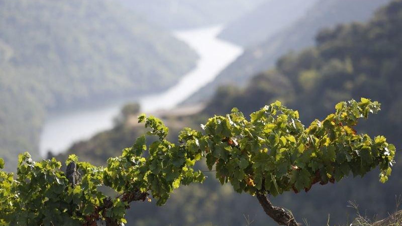 Vides en la Ribeira Sacra, donde esperan una gran producción vinícola (XESÚS FARIÑAS).