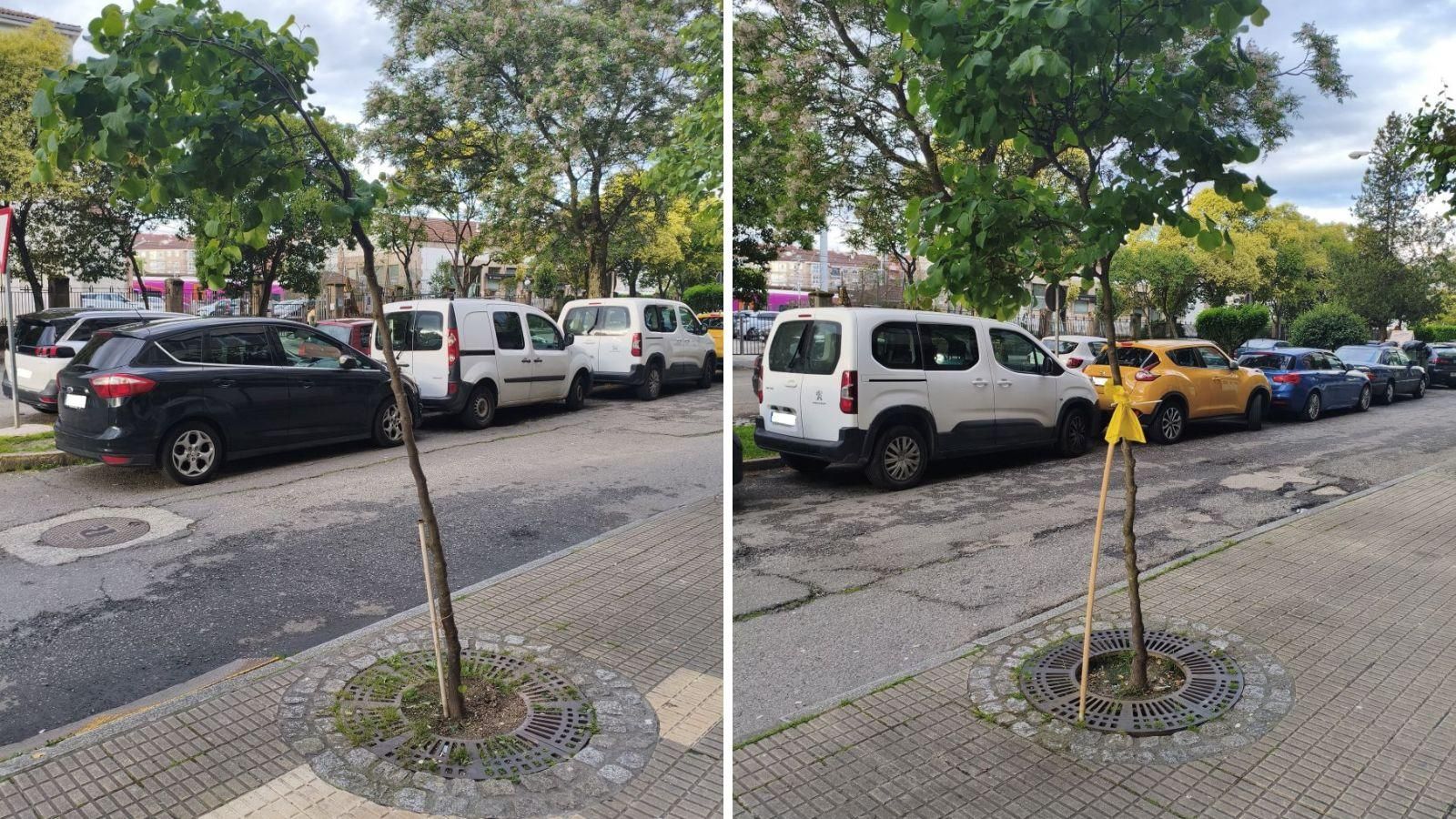 Un vecino en Avenida Marín protege los árboles de caerse.