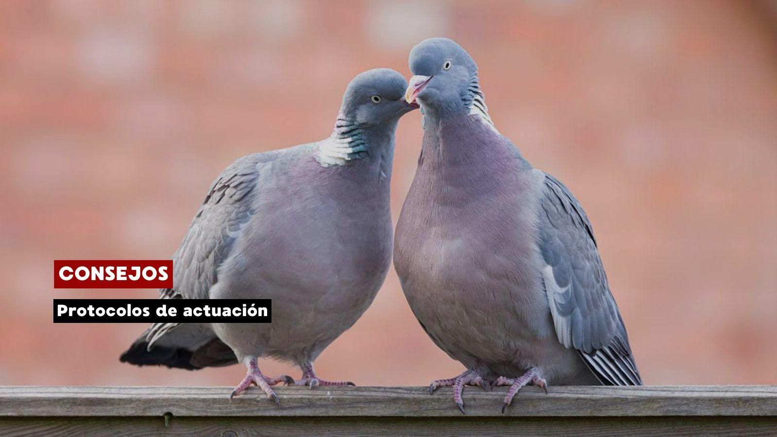 Veterinarios de Ourense recuerdan los protocolos de actuación ante aves.