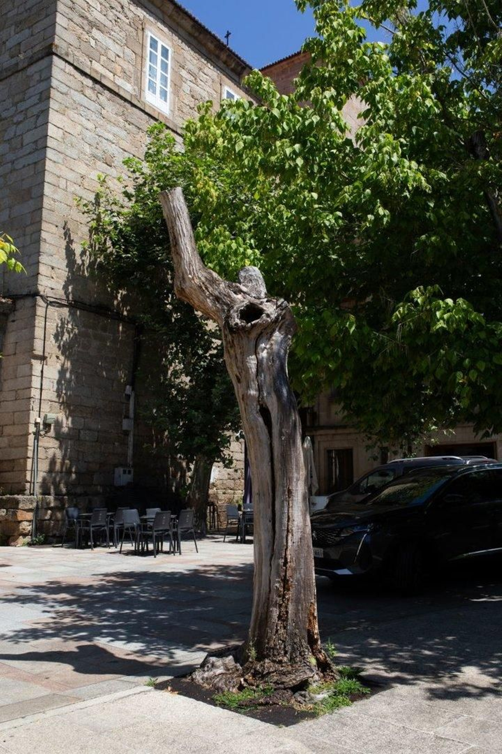 Árbol seco en los jardines Bispo Cesáreo.