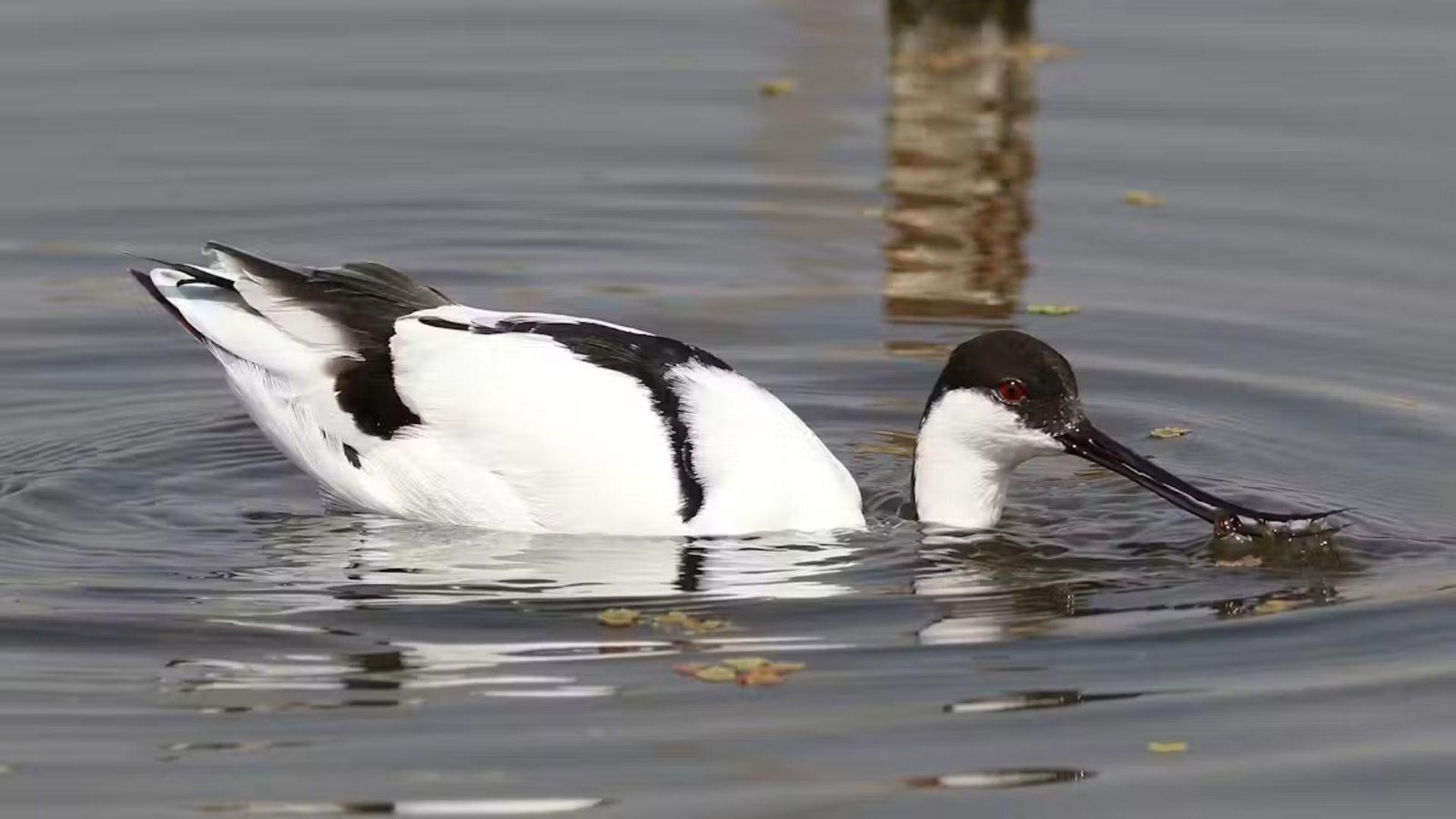 Una avoceta pescando gracias a su pico curvado.