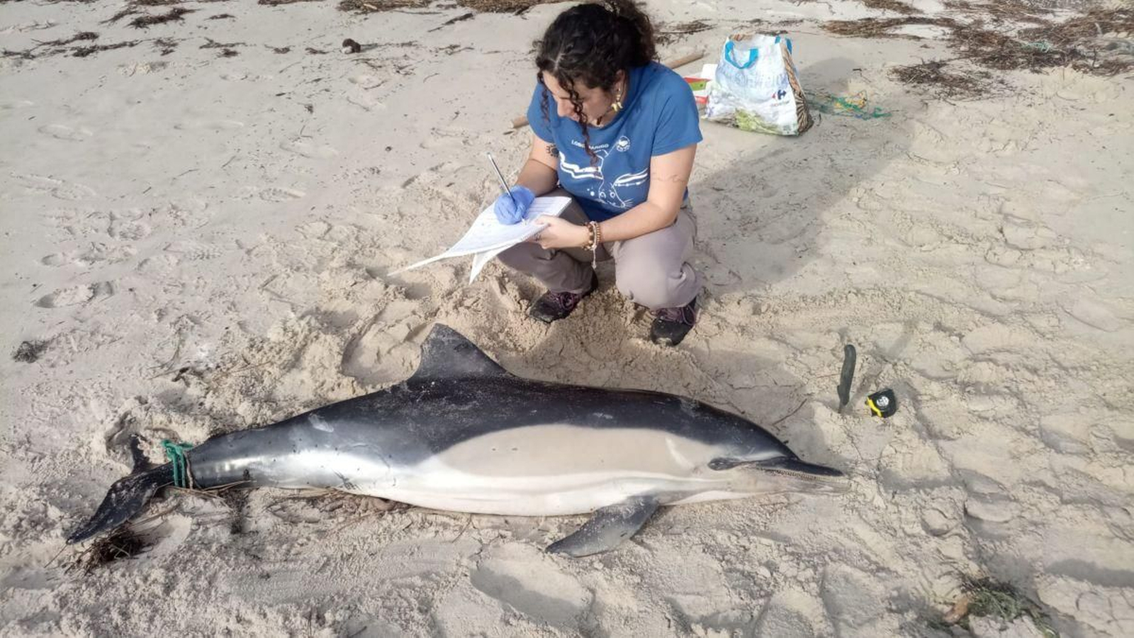 Un pequeño delfín, varado en una de las playas del litoral gallego.