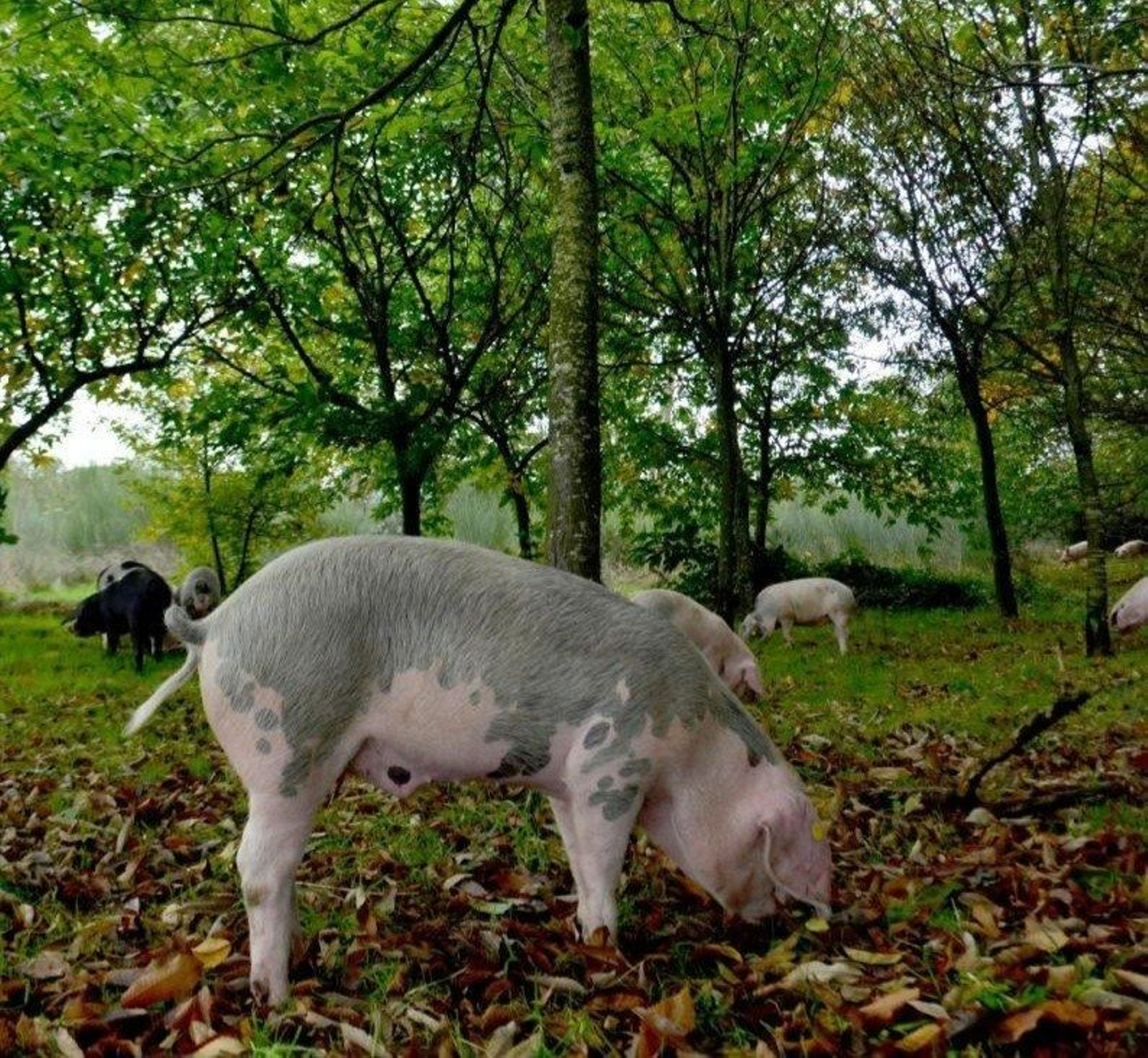 Un porco celta, alimentandose en pleno campo.
