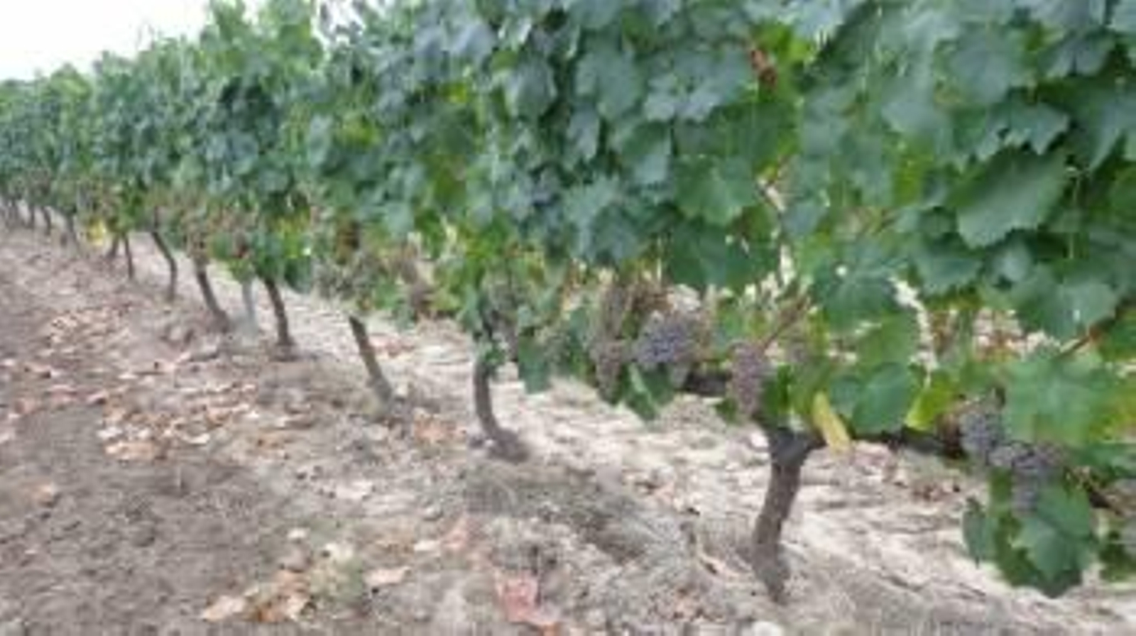 Viñedos de la Denominación de Origen Monterrei. (Foto: A.R.)