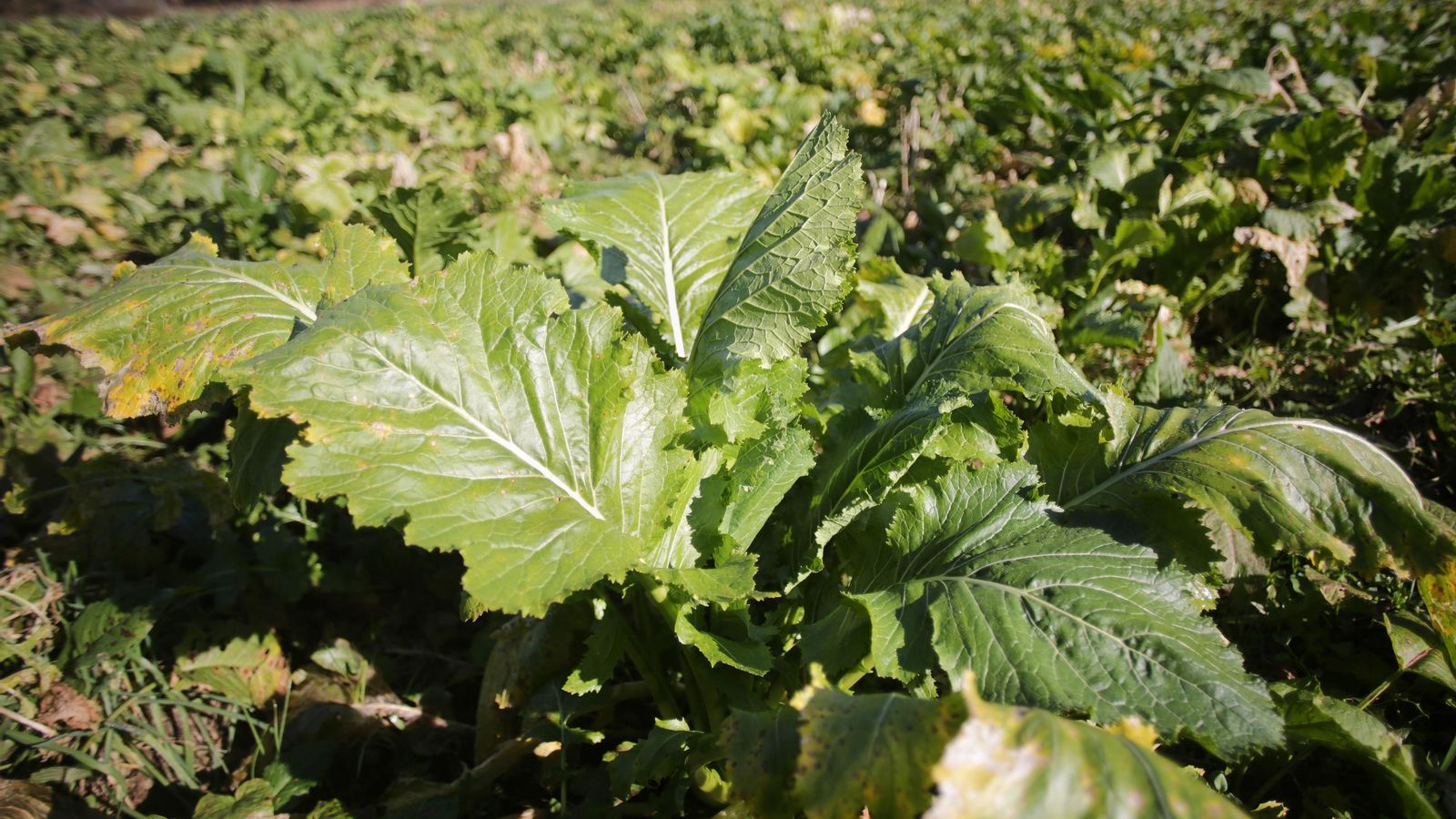 La temporada de grelos coincide con los meses fríos del año.