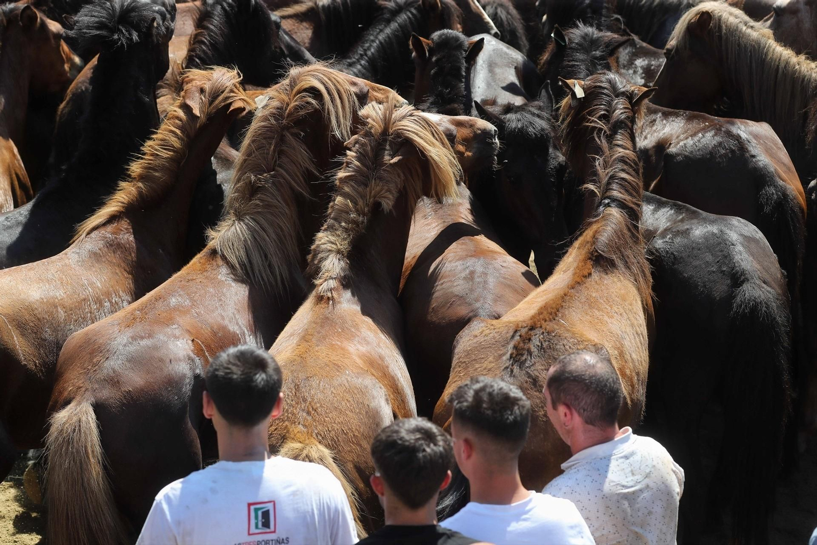 Una Rapa das Bestas de Sabucedo llena de fuerza, tradición y emoción, en fotos