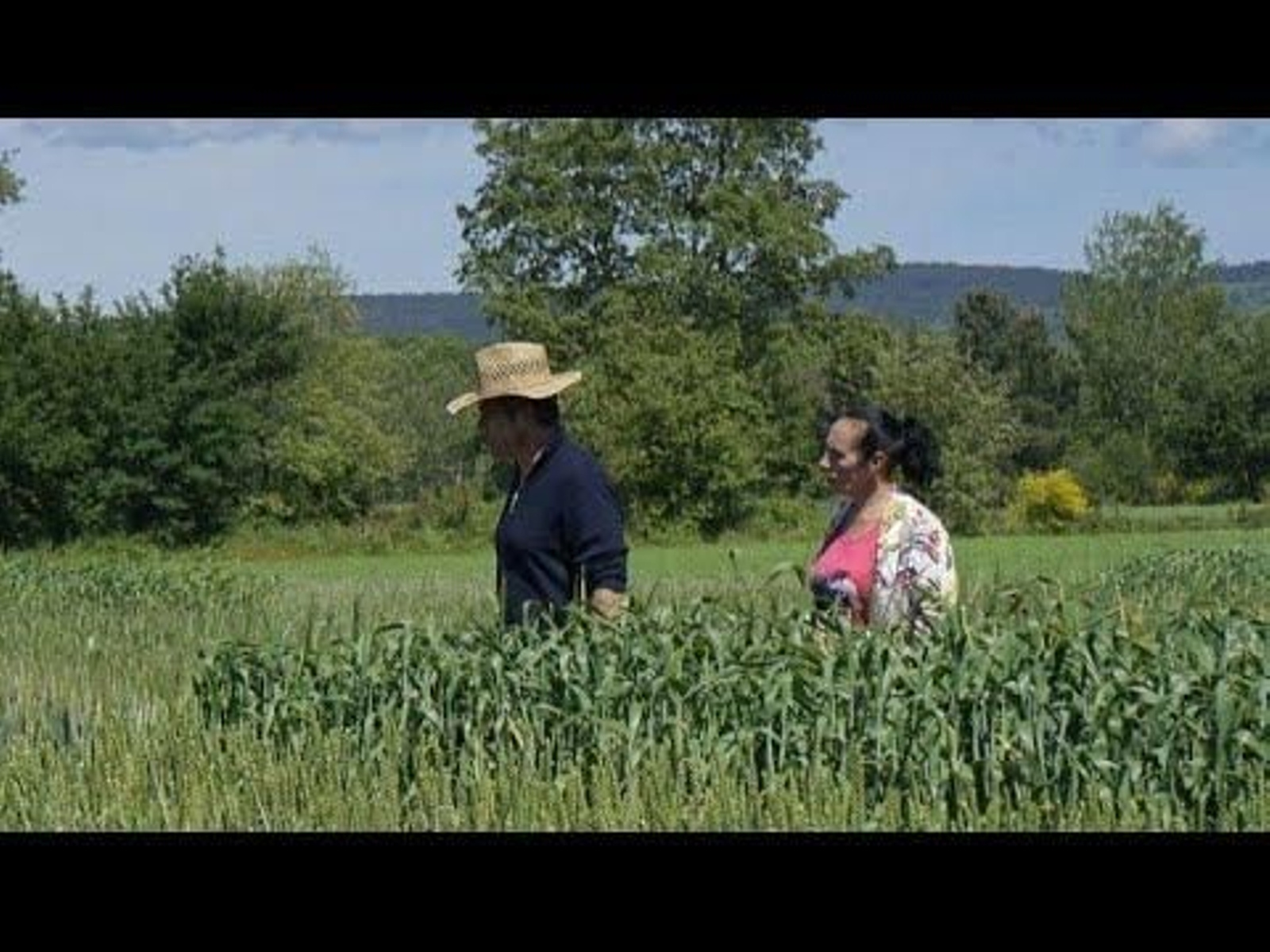Expertos avalían o cultivo de tipos de cereal en Xinzo