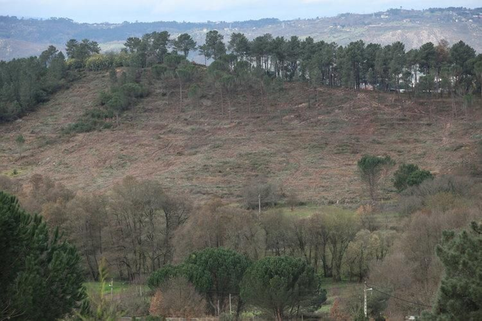 El pequeño monte donde se ubicaban los árboles talados es ahora un desolador claro inmenso