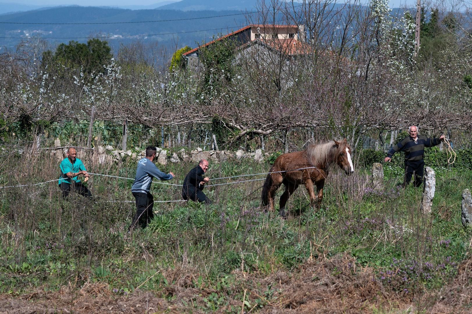 No fue sencillo atrapar a la yegua Tina para curar su herida.