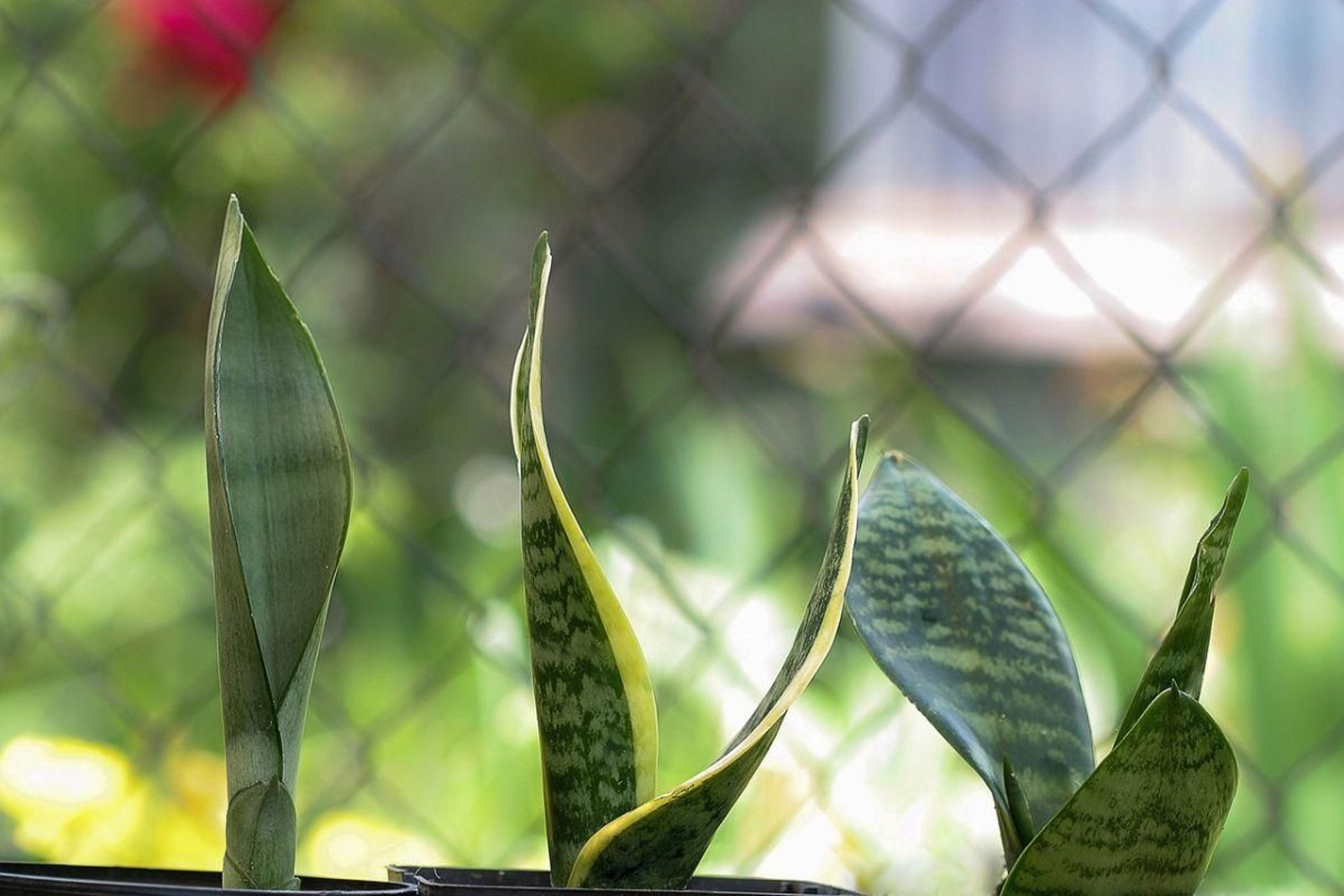 Sansevieria, lengua de suegra o espada de San Jorge.
