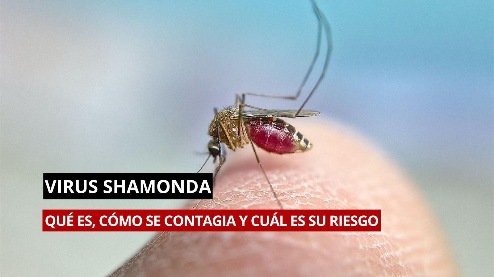 El virus Shamonda.